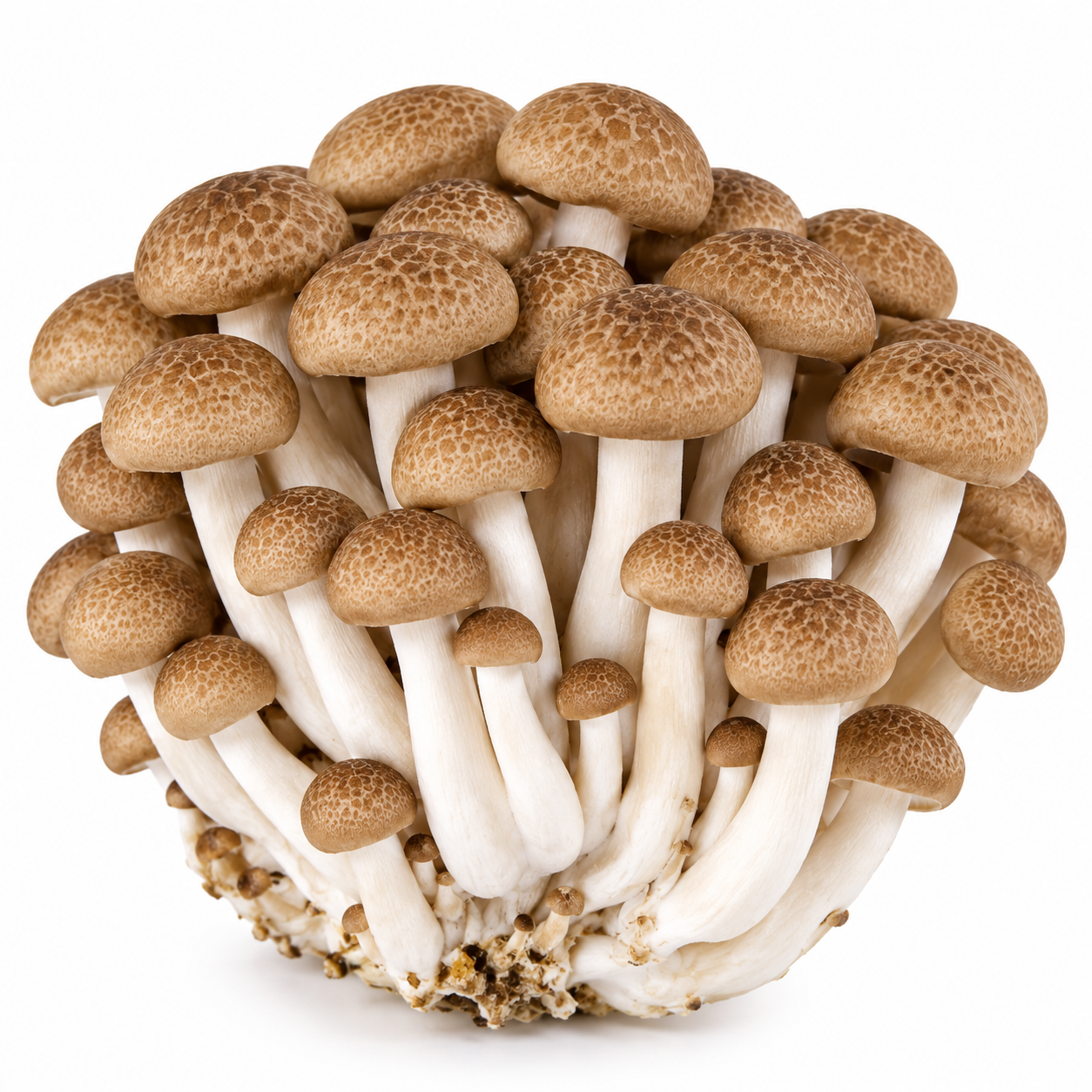 Brown Hon Mushroom