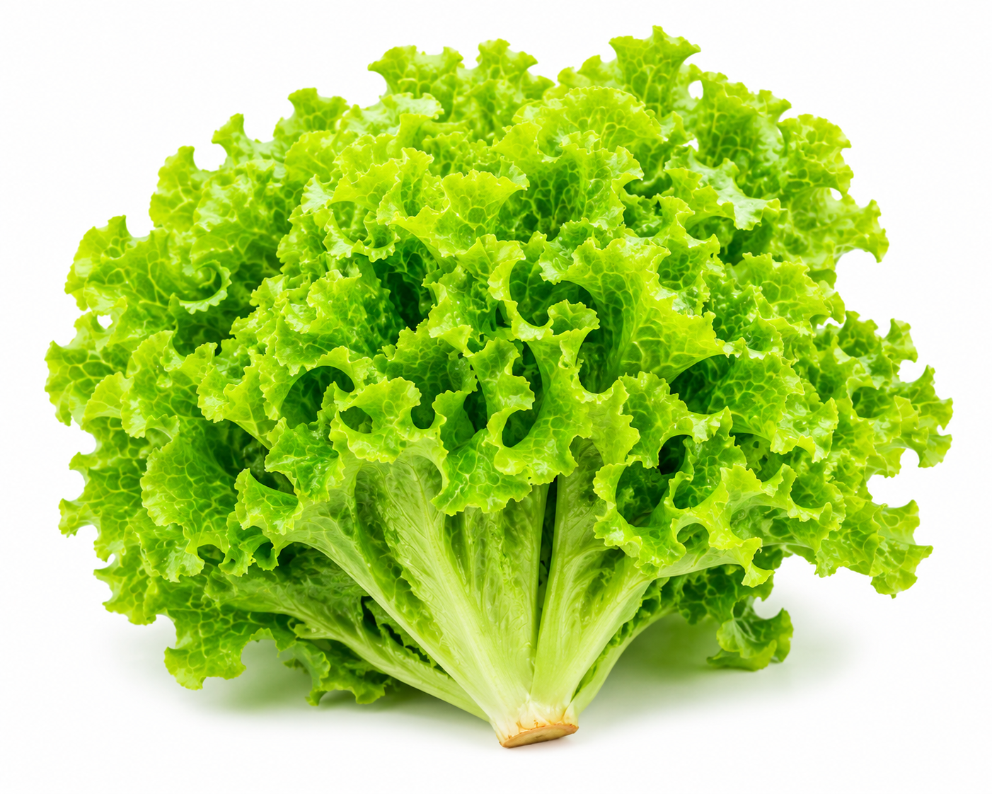 Green Leaf Lettuce