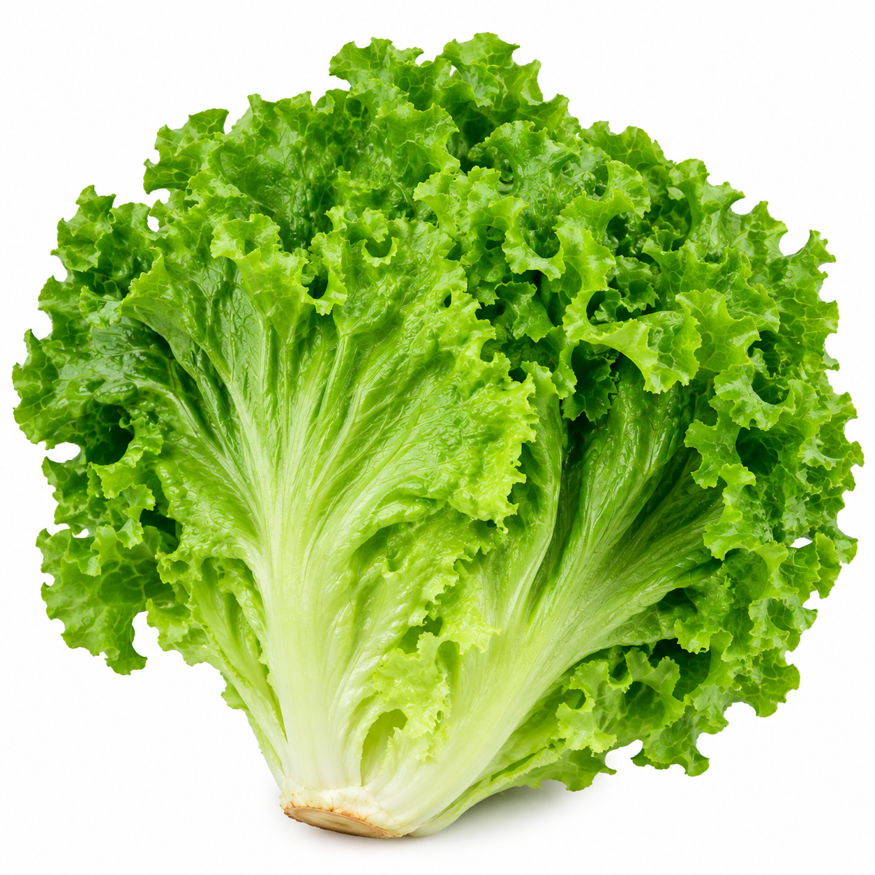 Green Leaf Lettuce