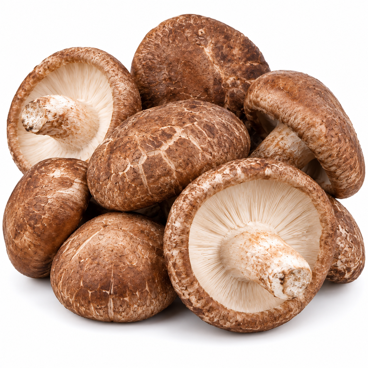 Shiitake Mushroom