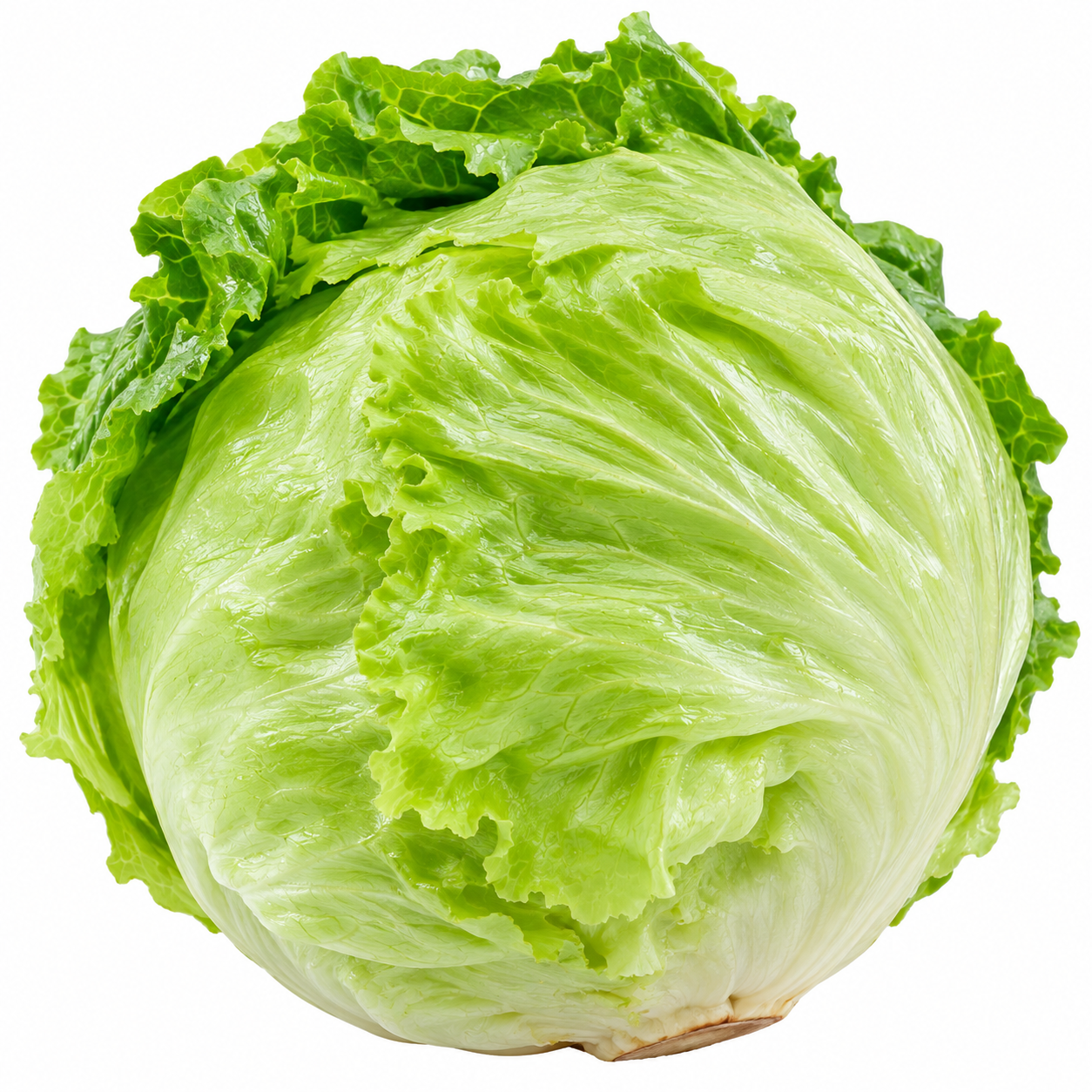 Iceberg Lettuce