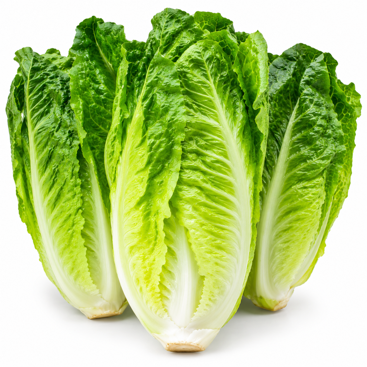 Romaine Heart