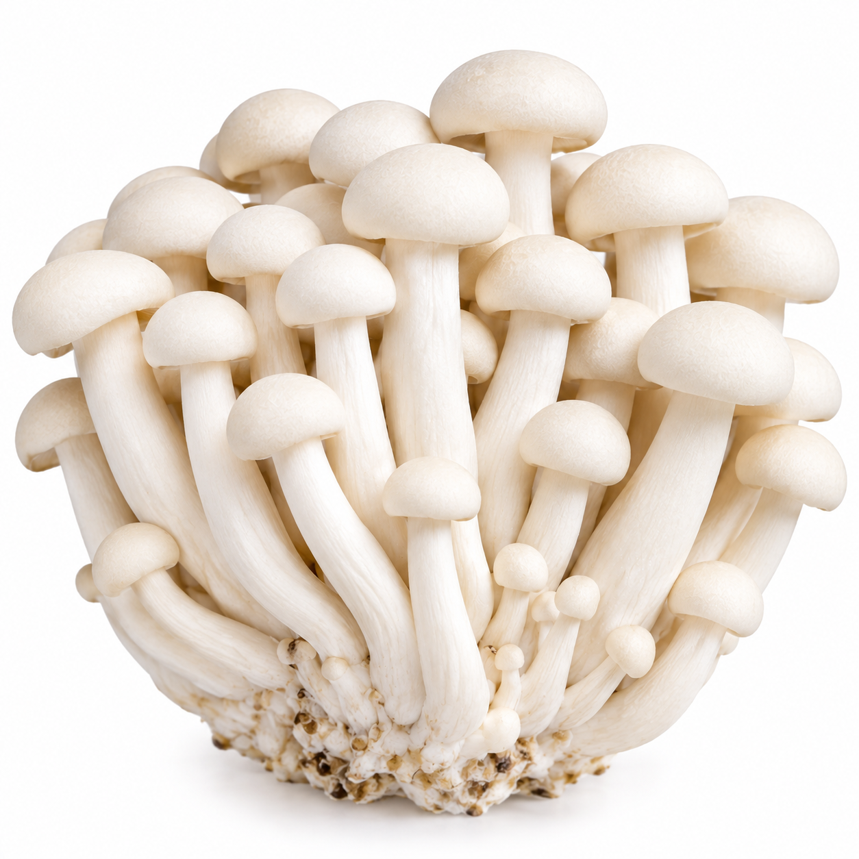 Seafood Mushroom