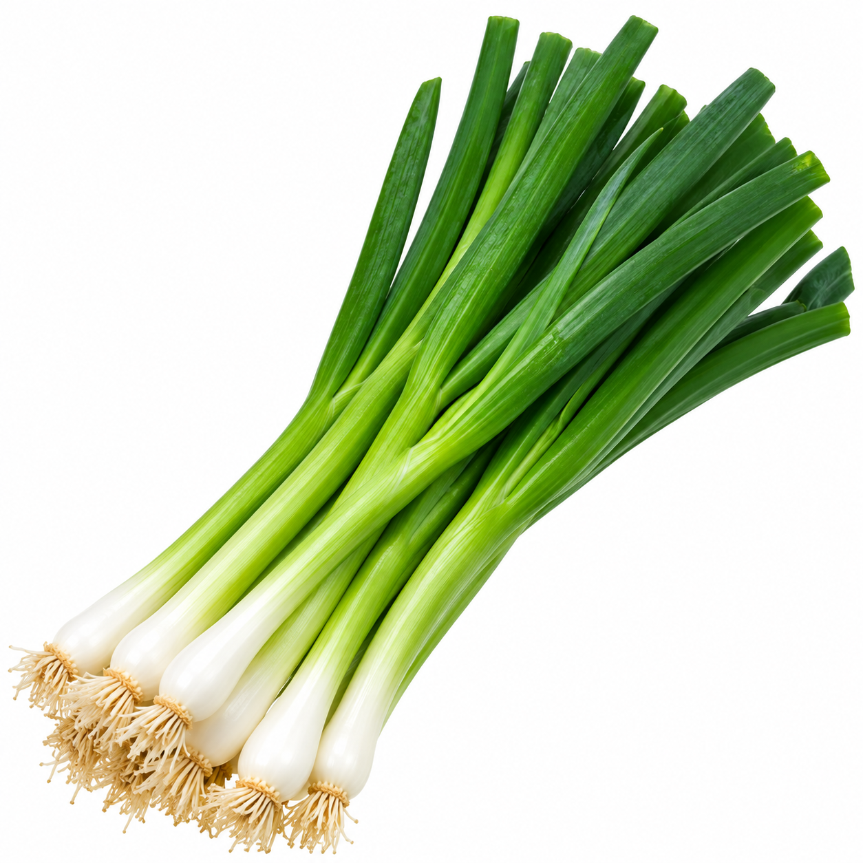 Scallion