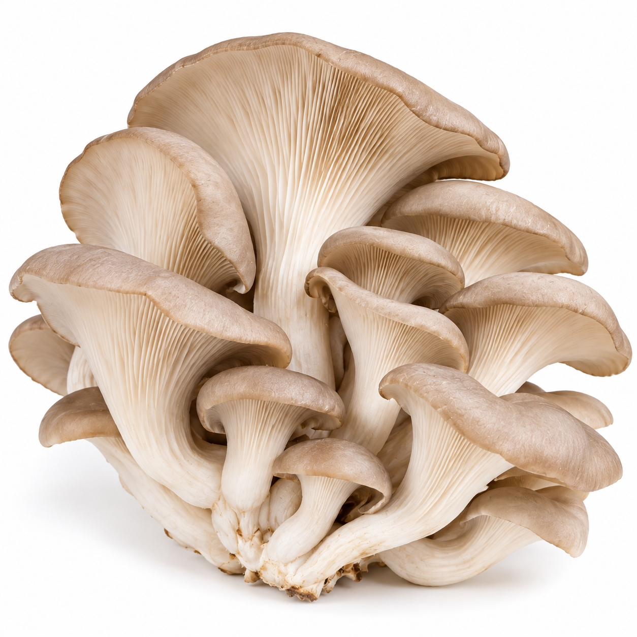 Oyster Mushroom