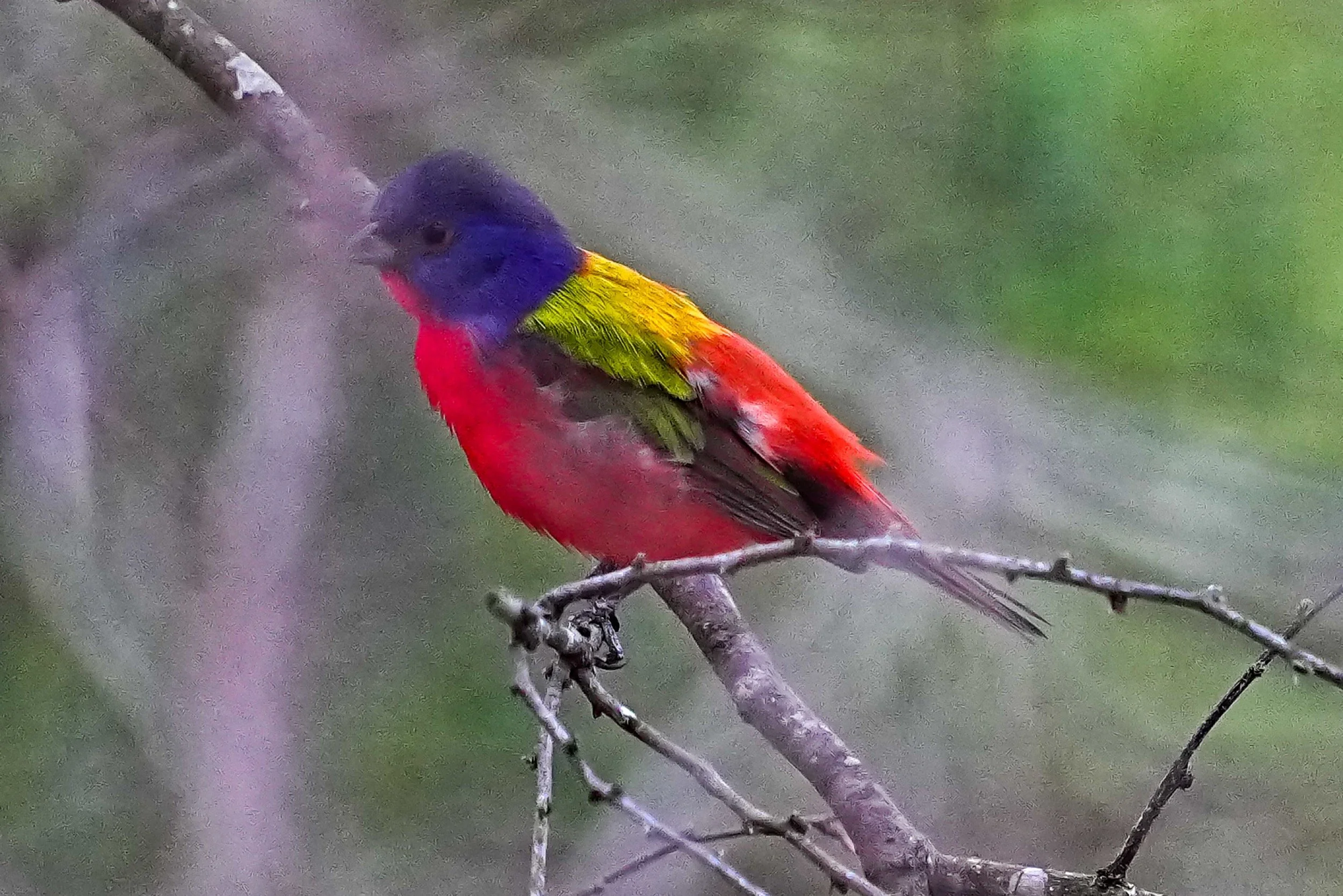 A colorful bird with blue, red, yellow, and green feathers perched on a thin branch against a blurred green background.