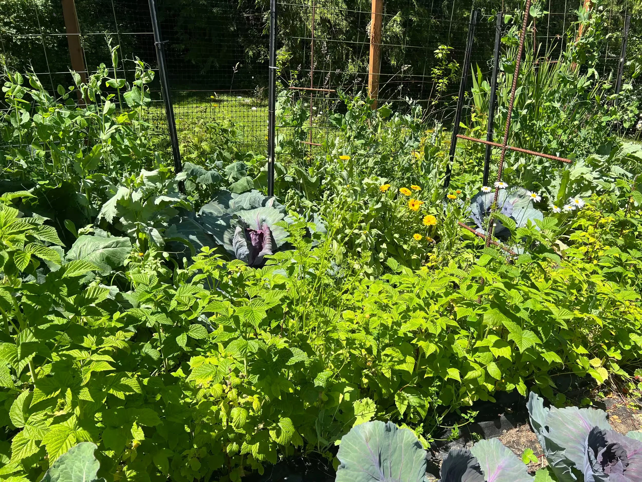 garden 2.jpg