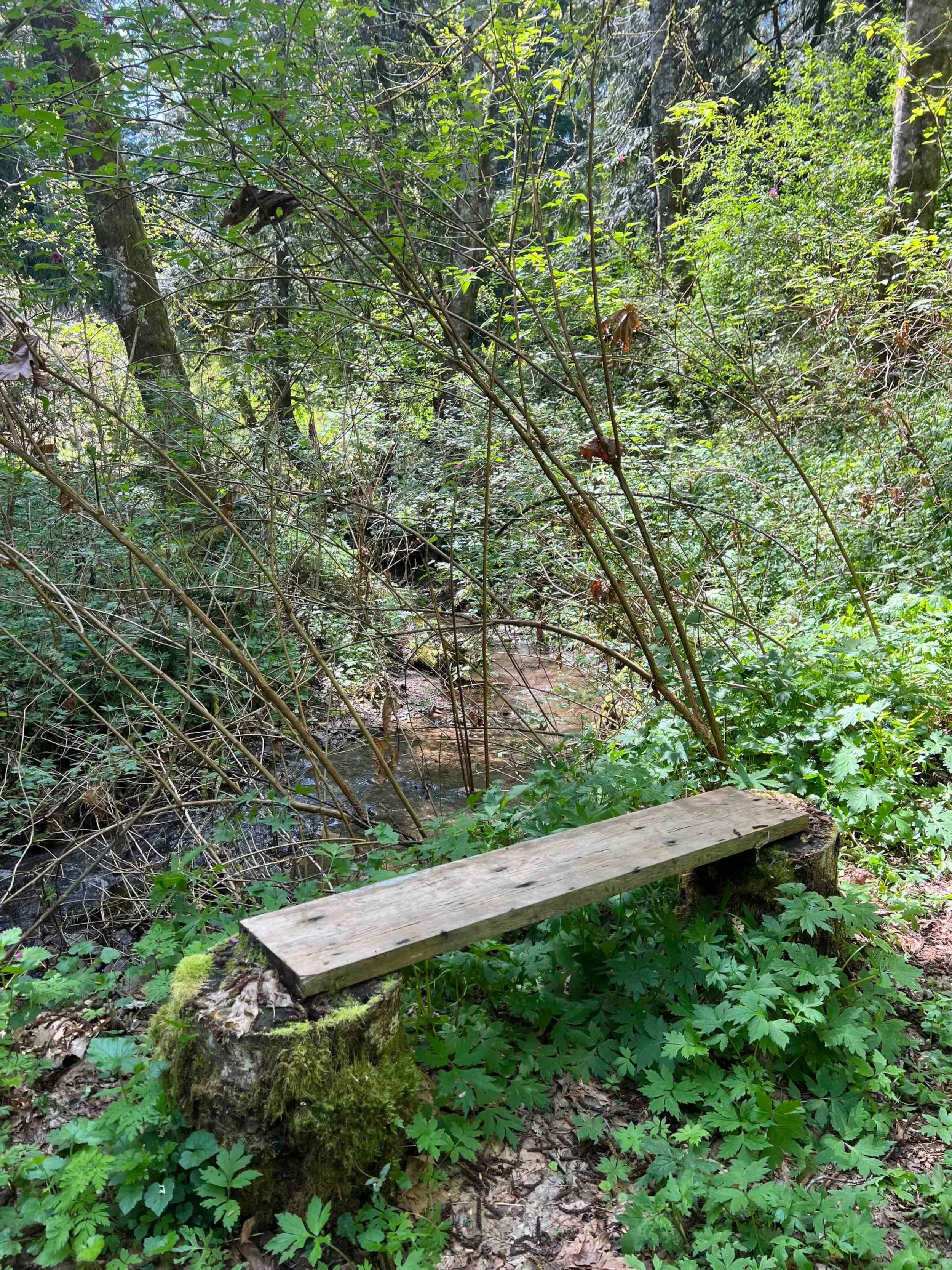 mindfull bench.jpg
