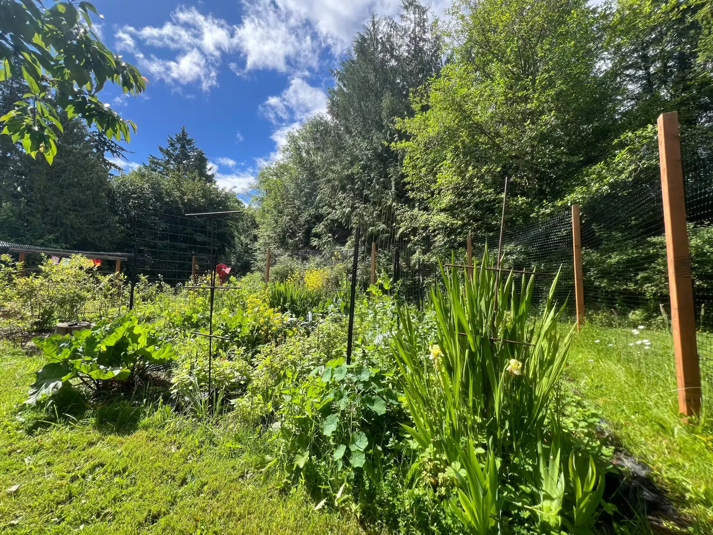 garden 3.jpg