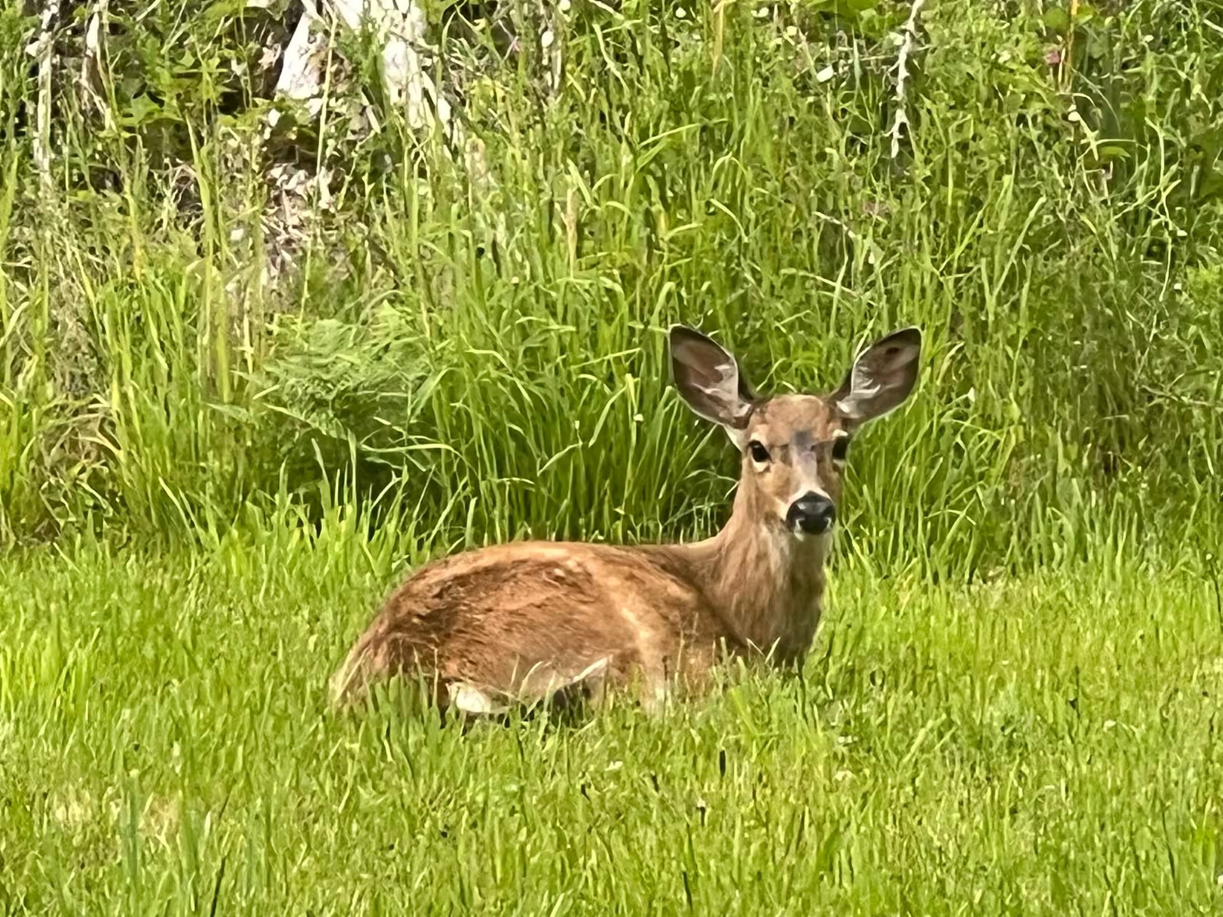 fauna 2.jpg