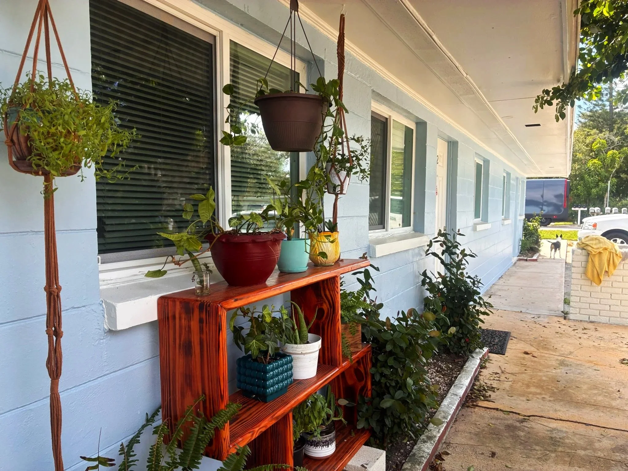 A house with light blue siding and four windows with black shutters. A wooden shelf holds potted plants, including hanging plants and a tall green plant, on the house's porch. The porch is covered, and a dog and truck are visible outside.