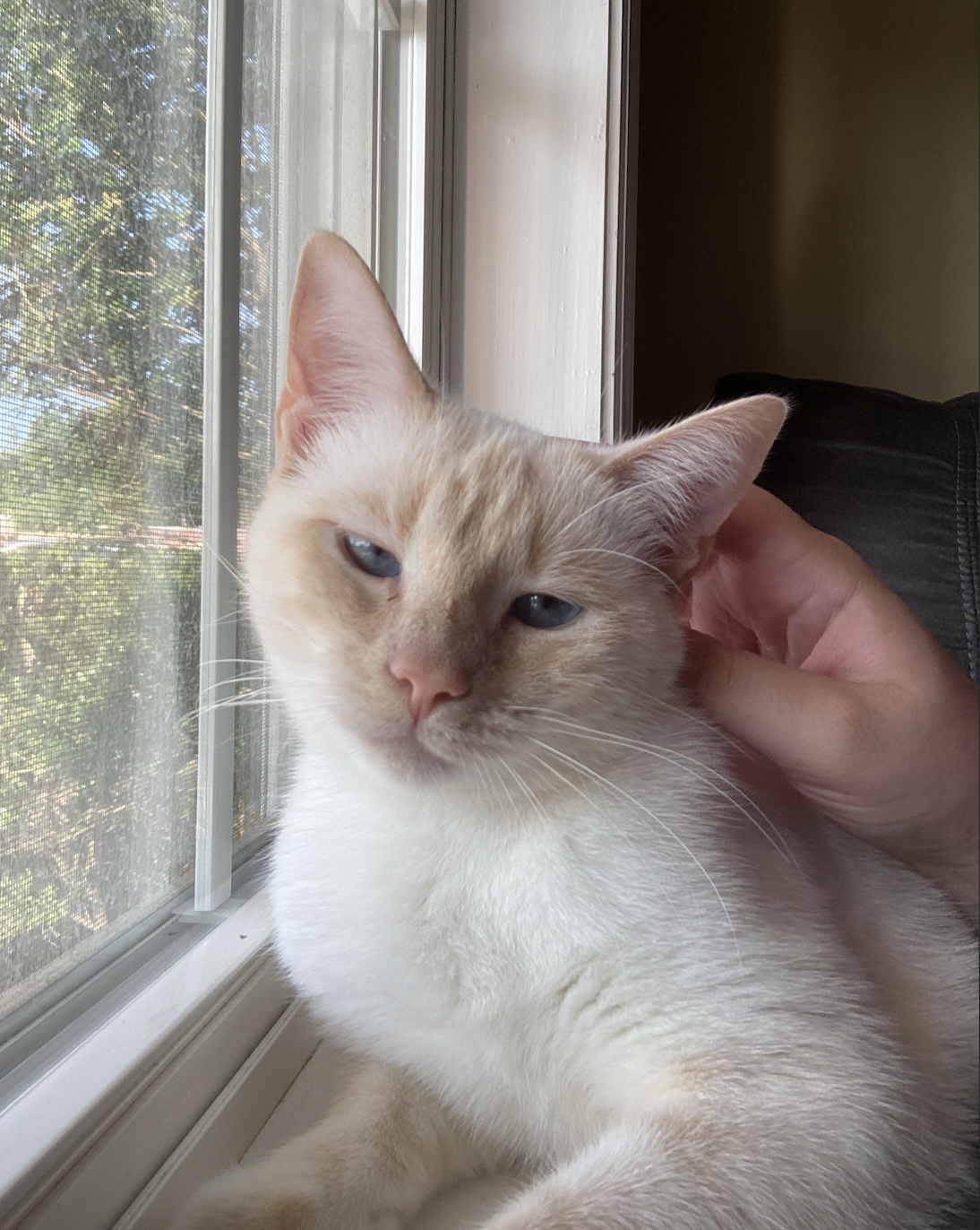 Cream-colored cat with blue eyes sitting by a window, being petted by a person.