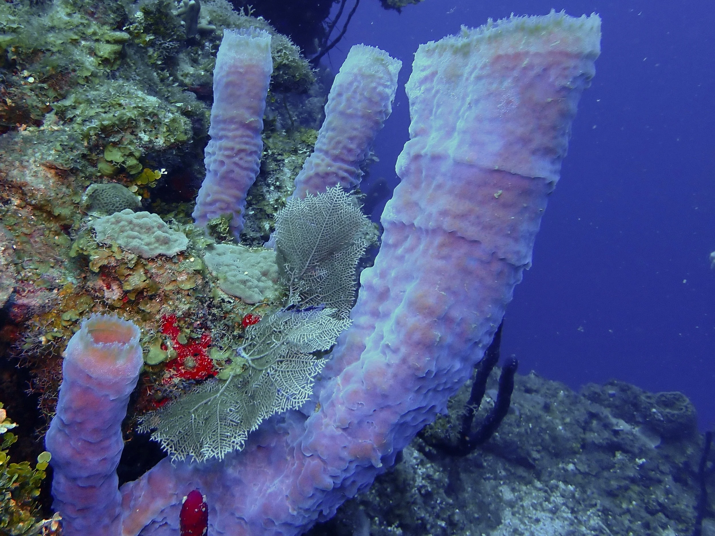 Underwater scene with coral, sponges, and sea fan.