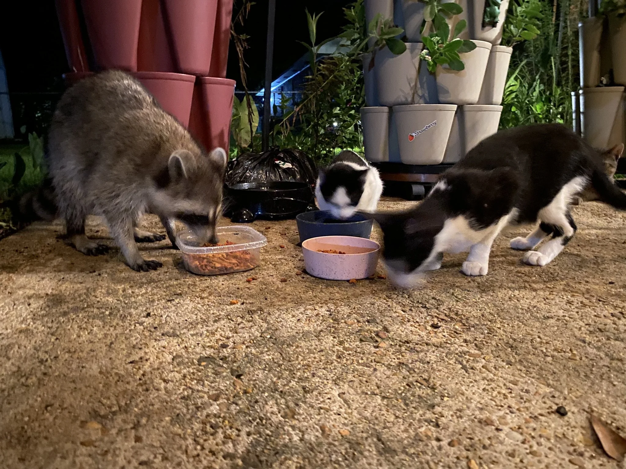 Three cats eating from bowls on a sidewalk with potted plants in the background at night.