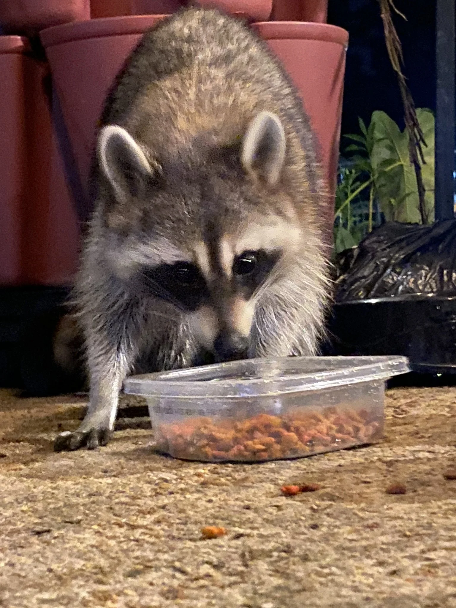 A raccoon standing near a food container with dry pet food on a dirt surface.