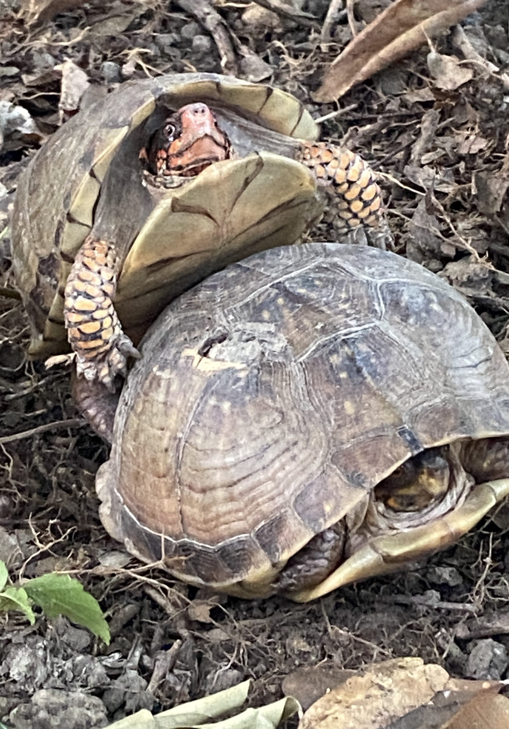 A turtle with a patterned shell is partially hidden in dry leaves and soil, with its head and limbs slightly visible.