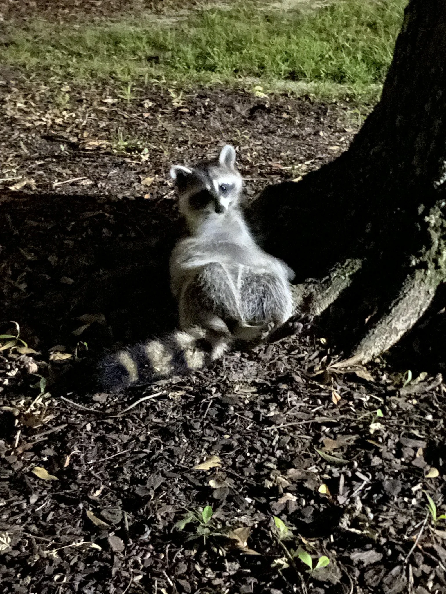 A young raccoon sitting on the ground among fallen leaves and small plants, with a tree trunk partially visible on the right side of the image, in a nighttime outdoor setting.