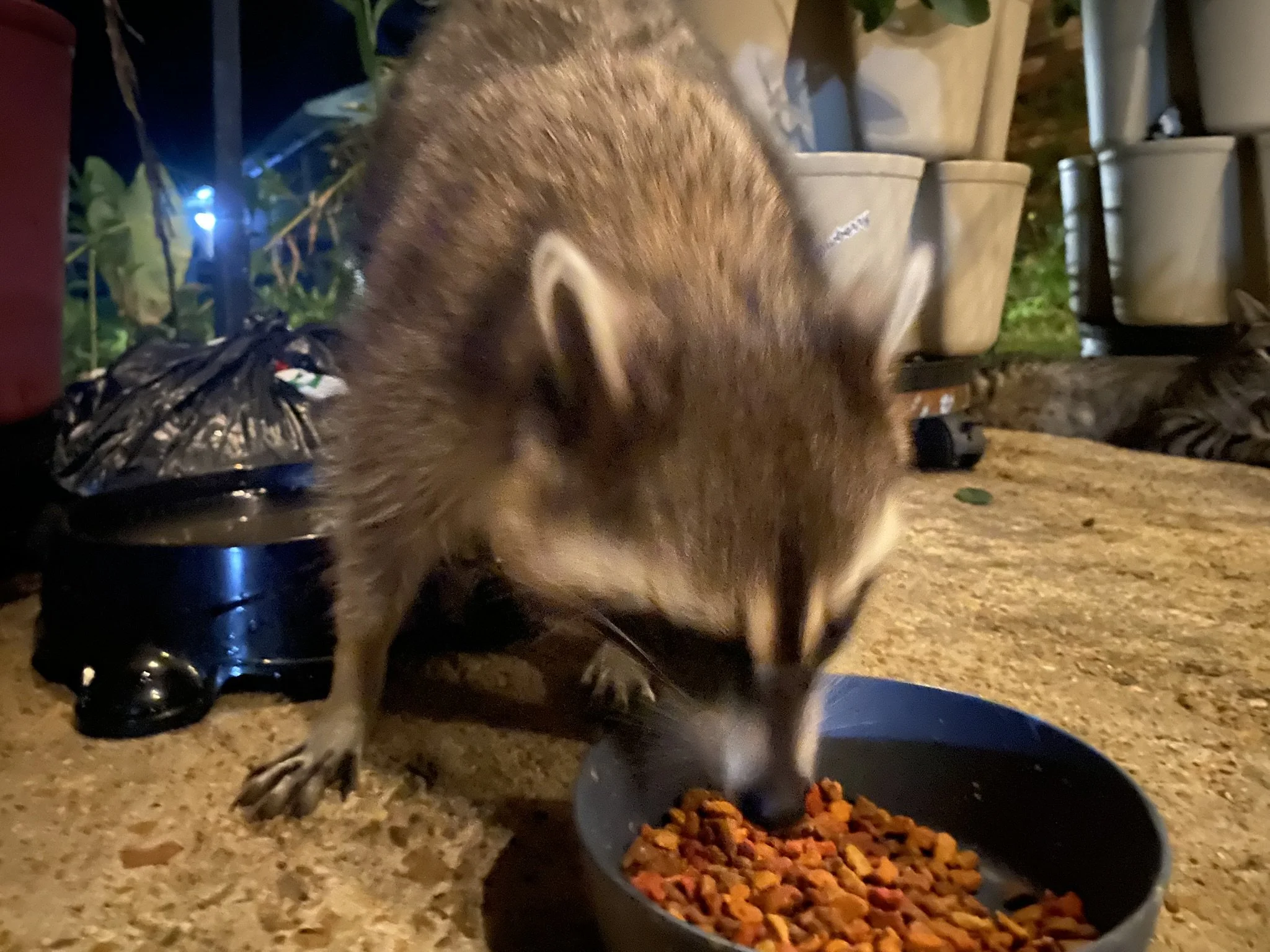 A close-up of a dog eating food from a bowl with dry dog food in it, in an outdoor setting with various containers and plants in the background.