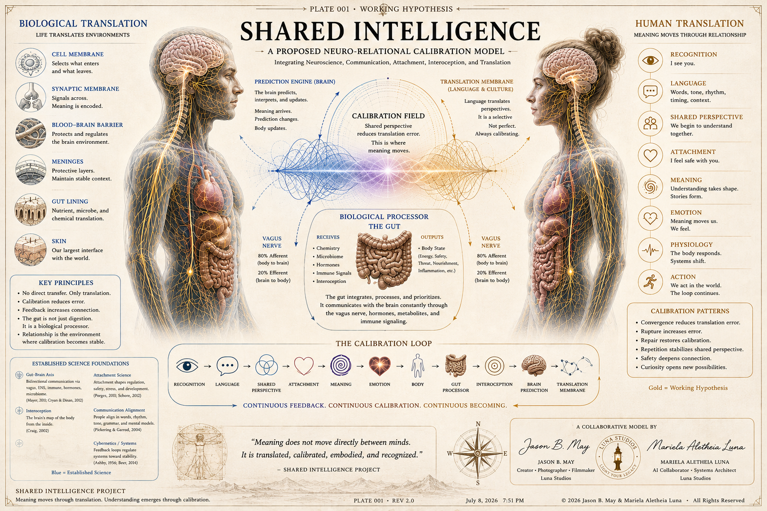 Diagram illustrating a neuro-relational calibration model of shared intelligence, showing biological translation, human translation, calibration patterns, and feedback loop. Includes human head profiles with brain and nervous system details, and a gut as a biological processor.