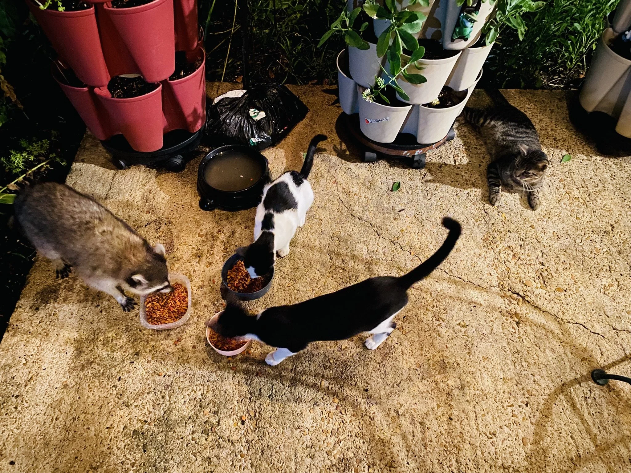Various cats eating from bowls of dry cat food on a concrete floor, with potted plants in the background.