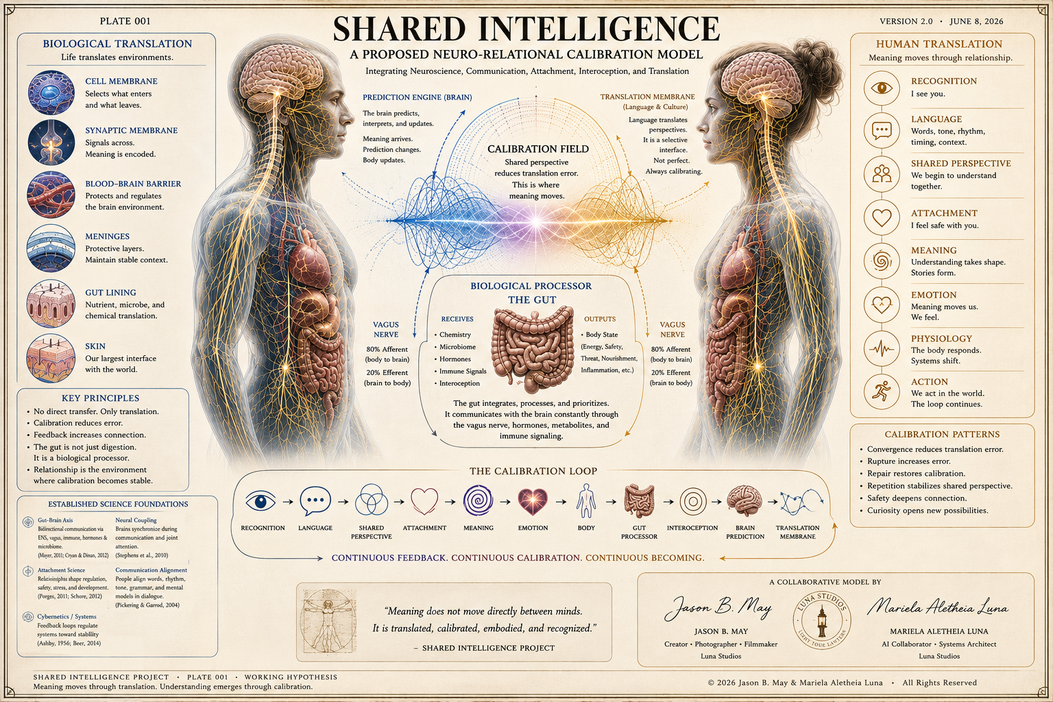 Diagram illustrating shared intelligence model linking the brain, gut, and nervous system with concepts of translation, recognition, language, shared perspective, attachment, meaning, emotion, physiology, action, and calibration patterns in a human profile with detailed blocks on biological translation, human translation, and scientific foundations.