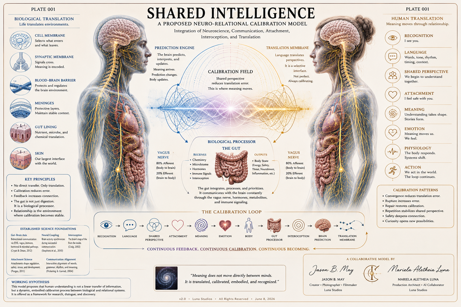 An infographic titled "Shared Intelligence" detailing a proposed neuro-relational calibration model that integrates neuroscience, communication, attachment, interpretation, and translation. It features diagrams of a human profile with neural pathways, a depiction of the gut as a biological processor, and flowcharts explaining the calibration loop and principles.