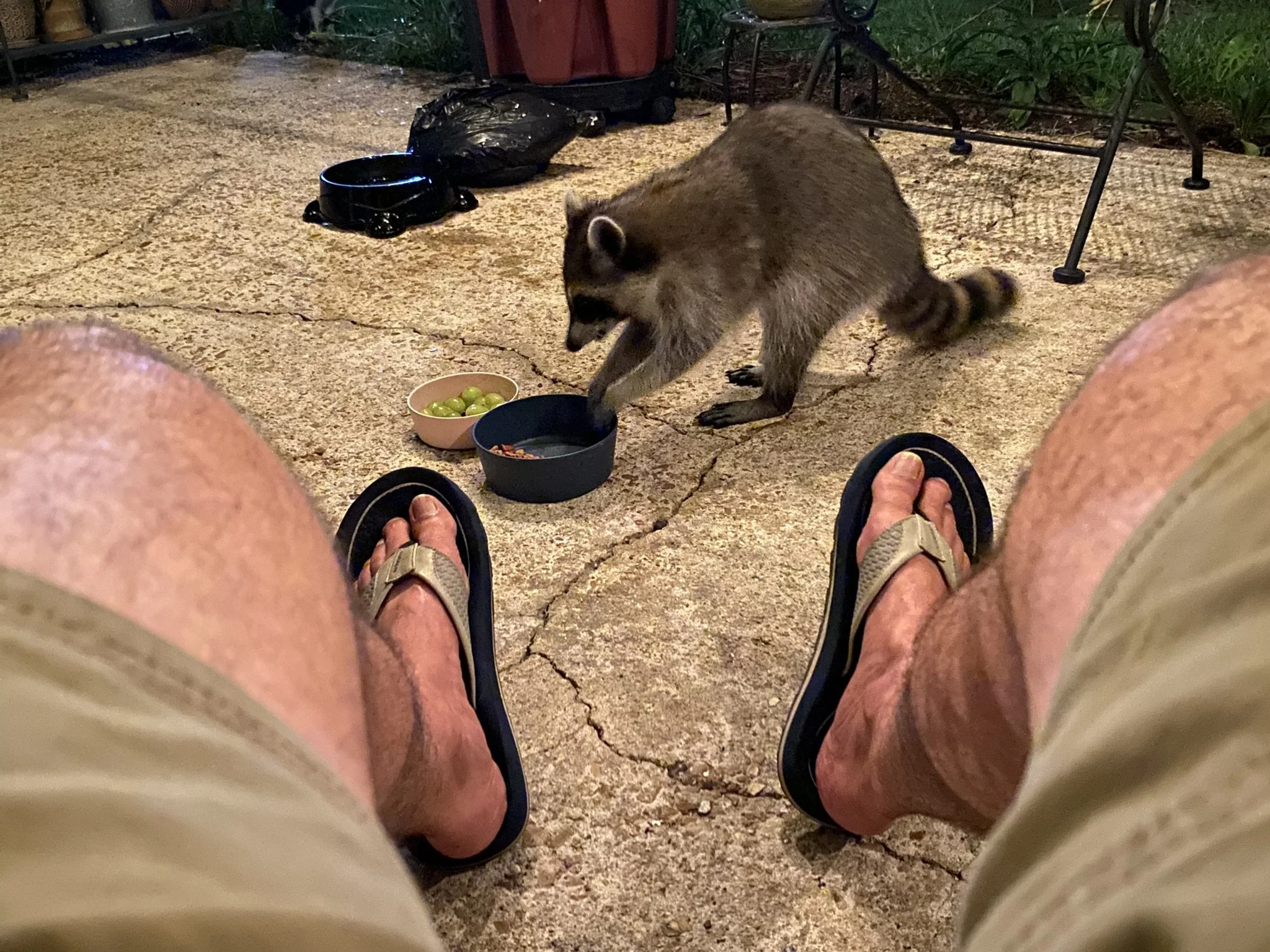 A raccoon reaching into a bowl of green grapes on an outdoor concrete surface, with the photographer's legs and sandals visible in the foreground.