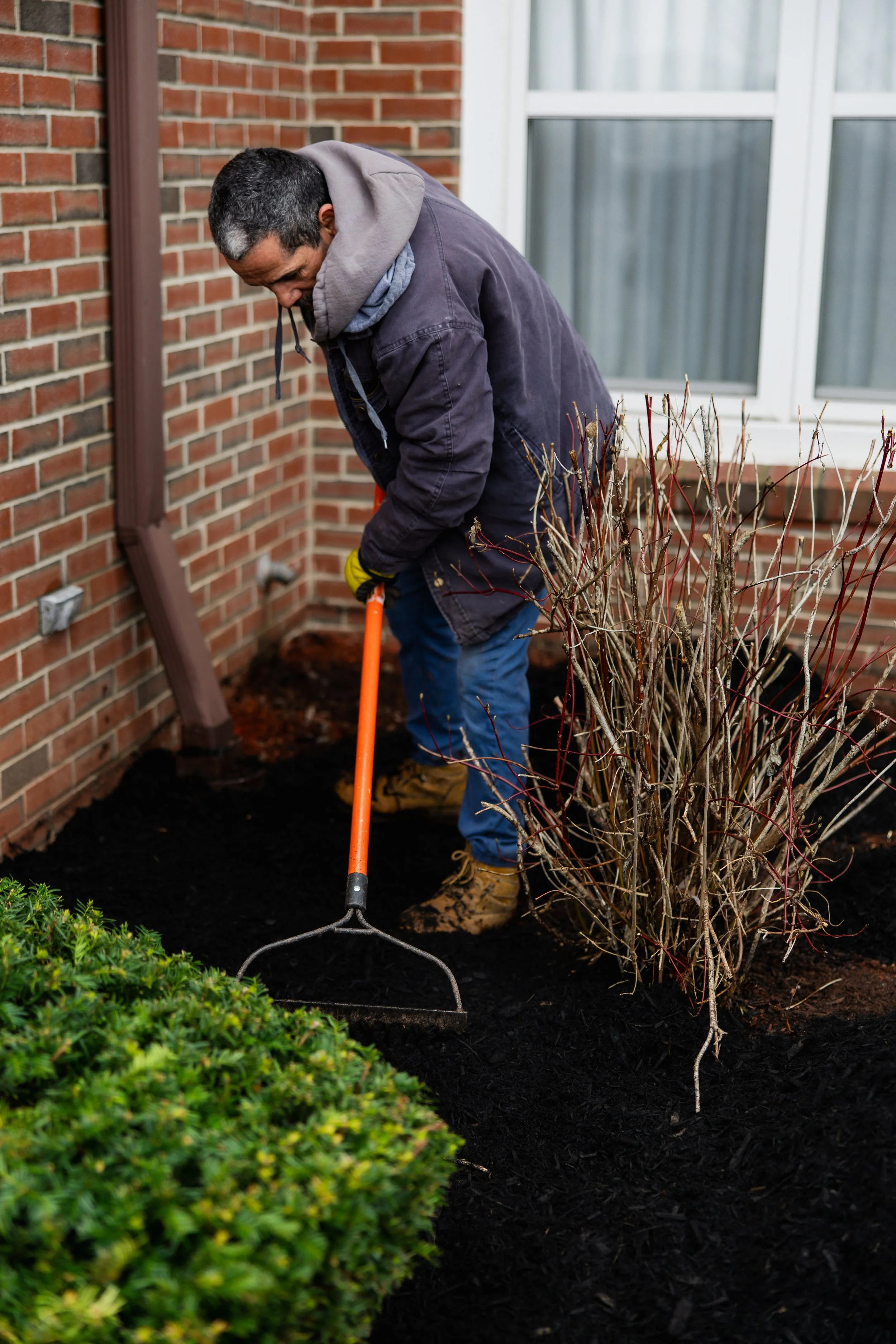 A man wearing a gray hoodie and dark jacket is using a garden rake to work on soil next to a brick wall and window, near a leafless shrub with red branches.