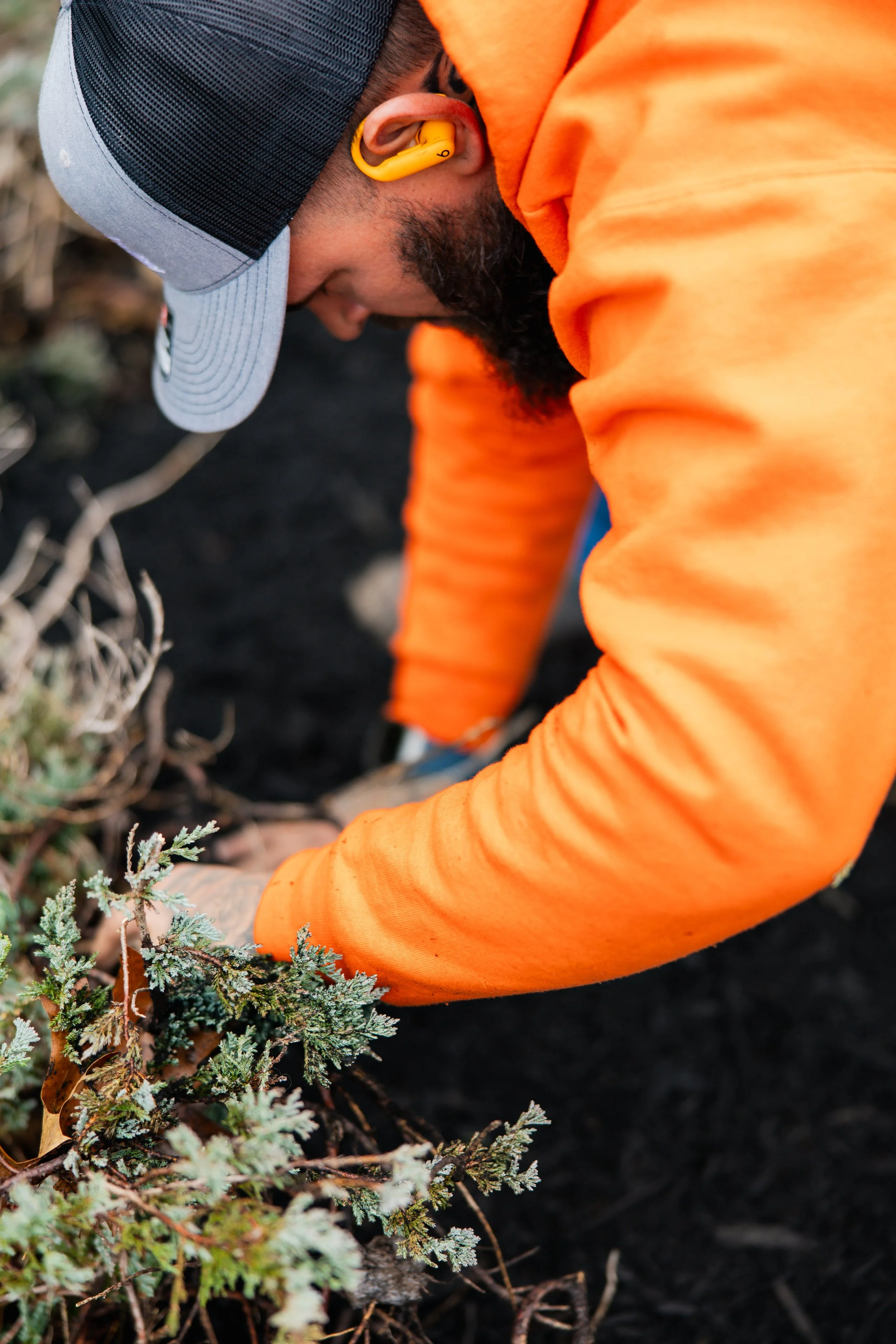 A person with a beard wearing a gray and black cap and an orange jacket is planting or tending to a small plant in dark soil.
