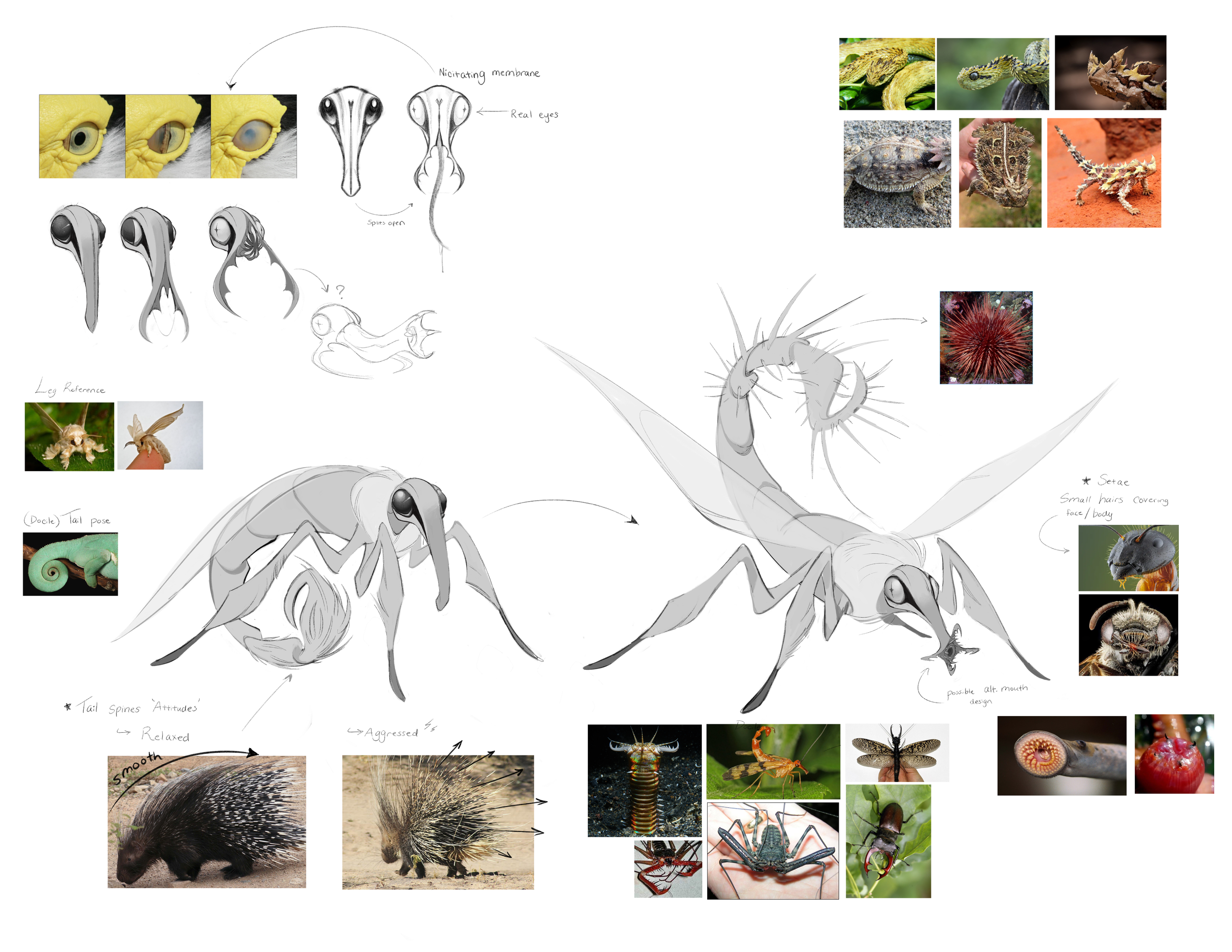 Razorwing WIP 01.png