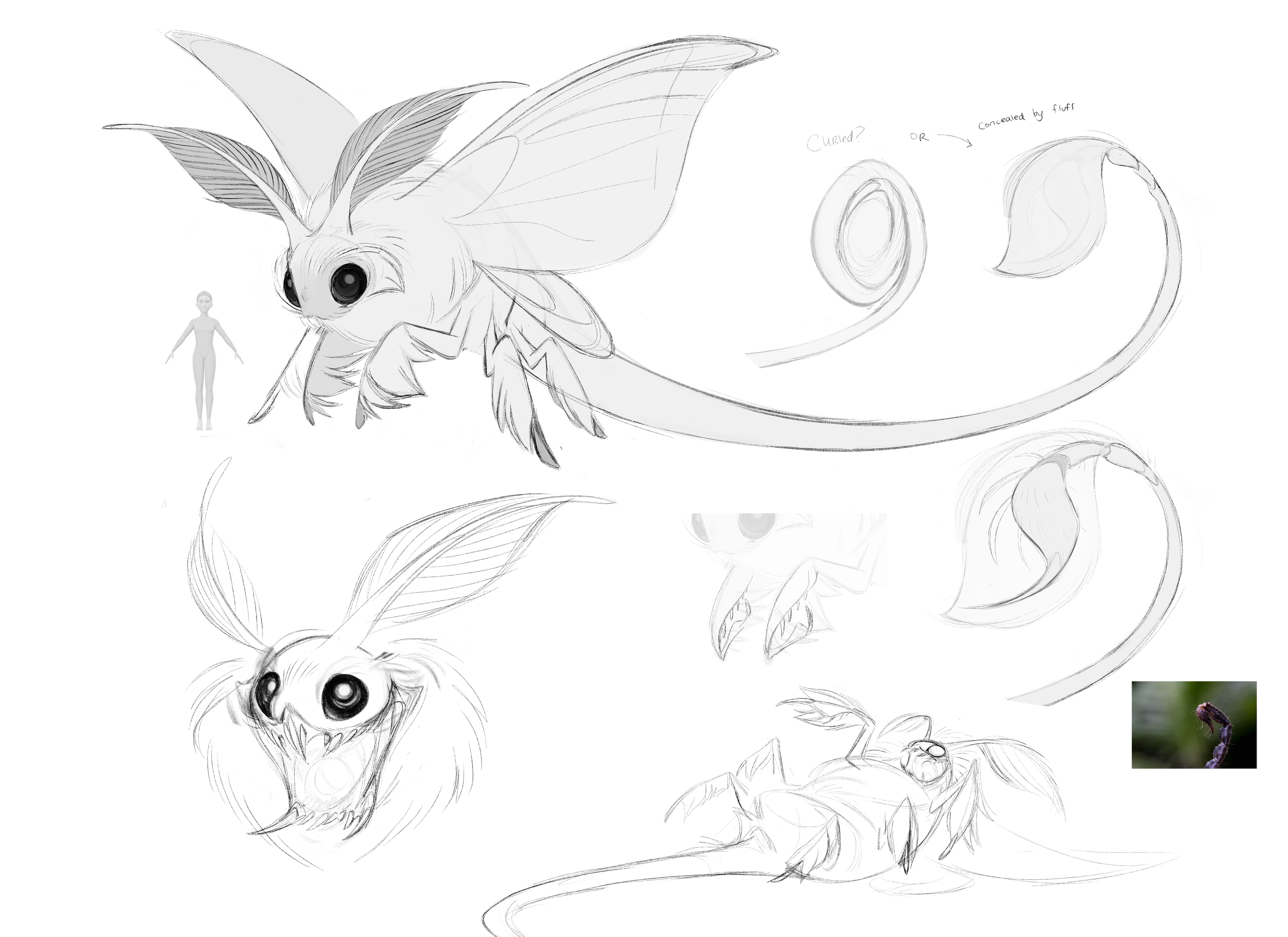 Razorwing 10062022.png