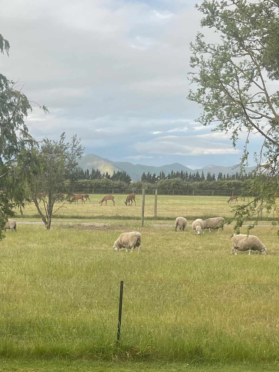 Local Sheep and Deer Farm