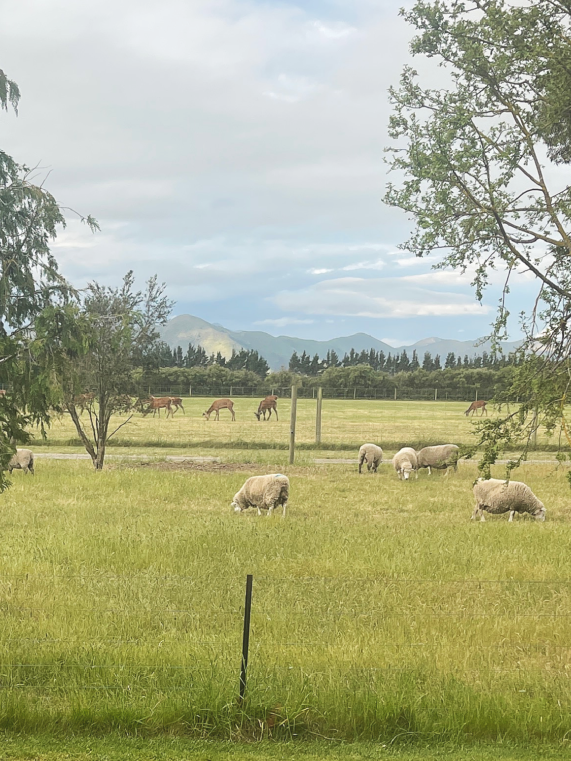 Grazing sheep in a grassy field with trees, mountains, and a cloudy sky in the background, and a fence in the foreground.
