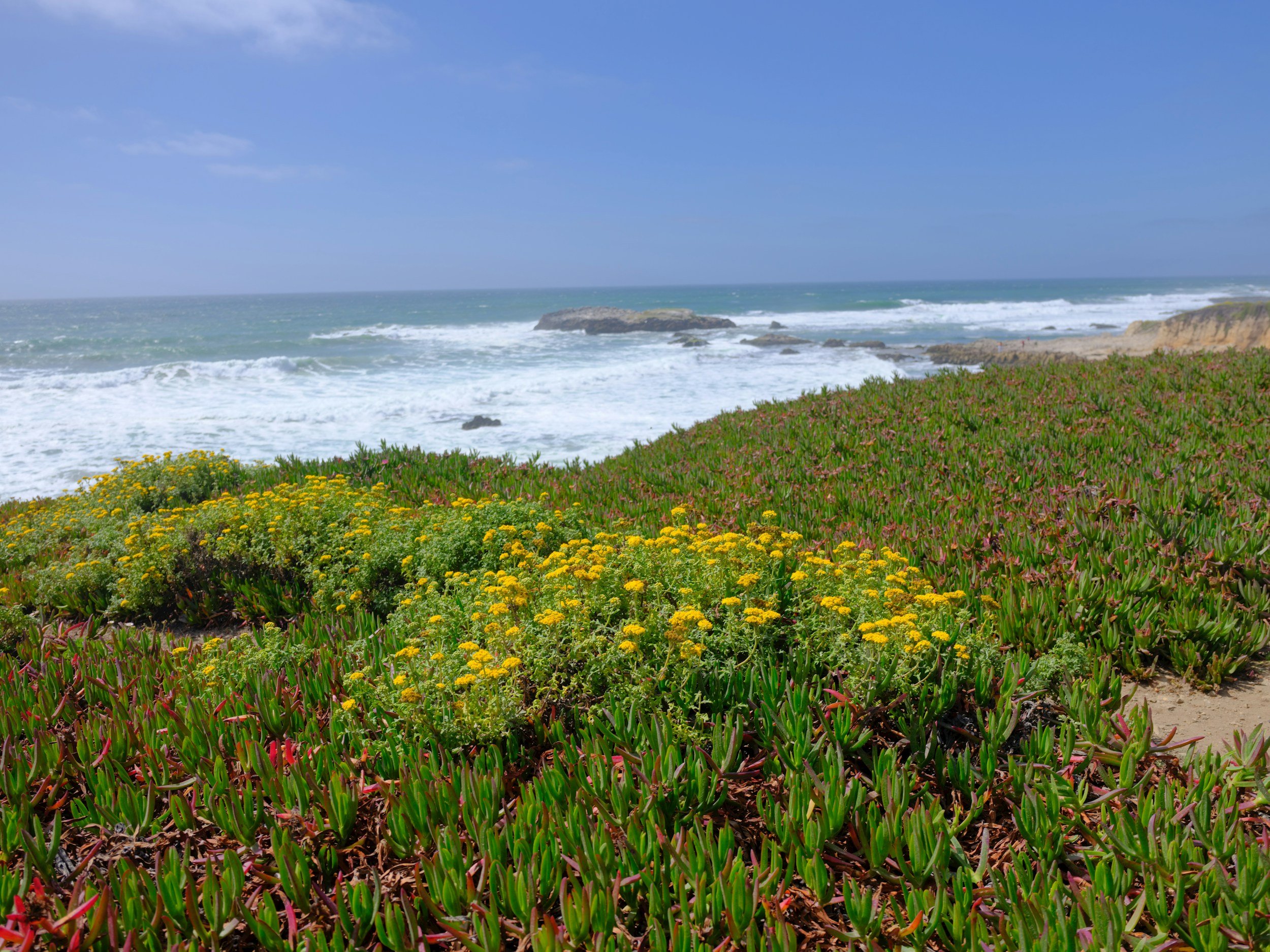 Coastal landscape with ocean waves crashing against cliffs, a rock formation in the water, and colorful drought-resistant plants in the foreground beneath a blue sky.