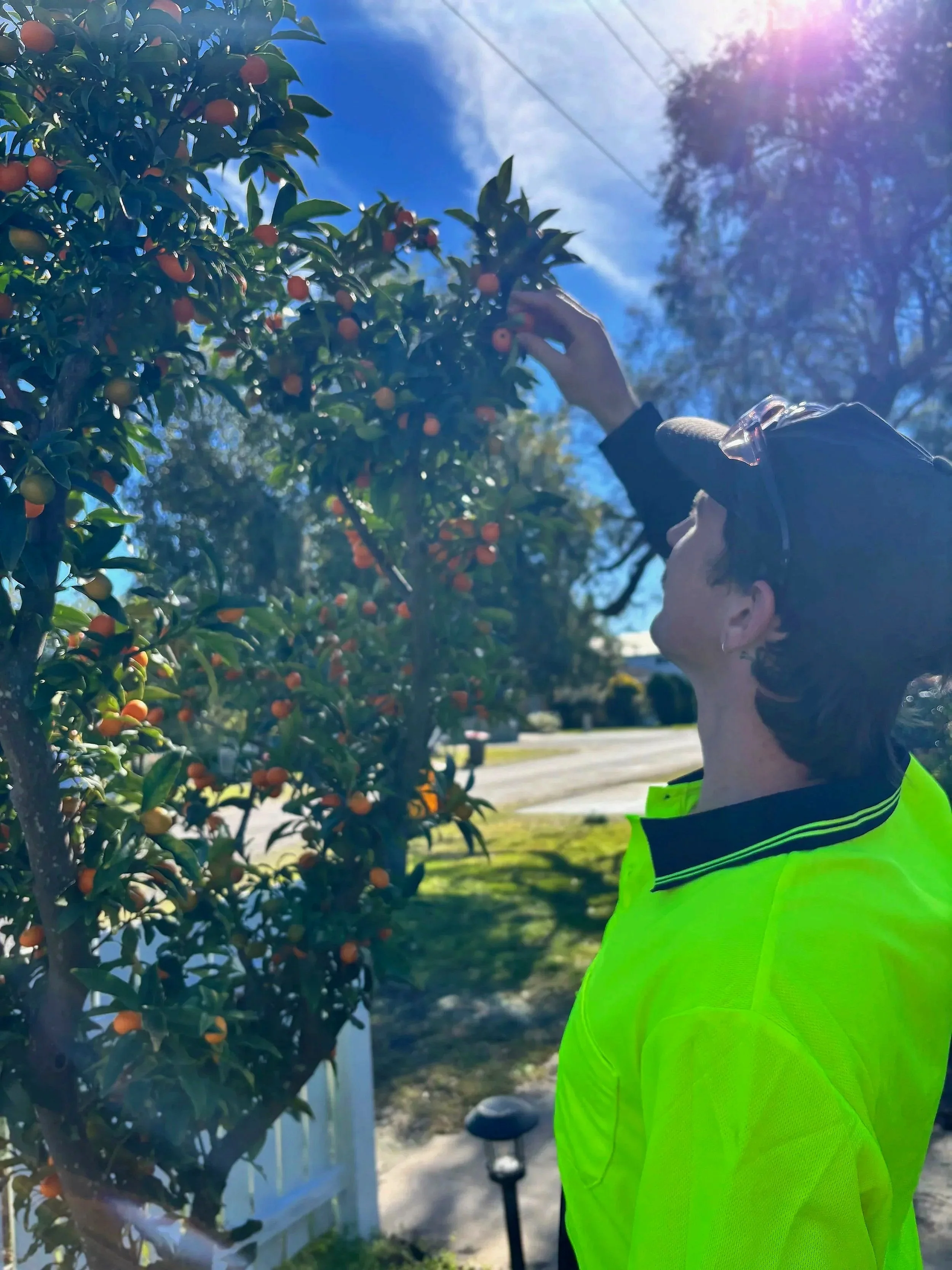 A person in a bright yellow safety vest is reaching up and picking oranges from a tree in a sunny outdoor setting, with a sidewalk, green grass, and a white picket fence in the background.