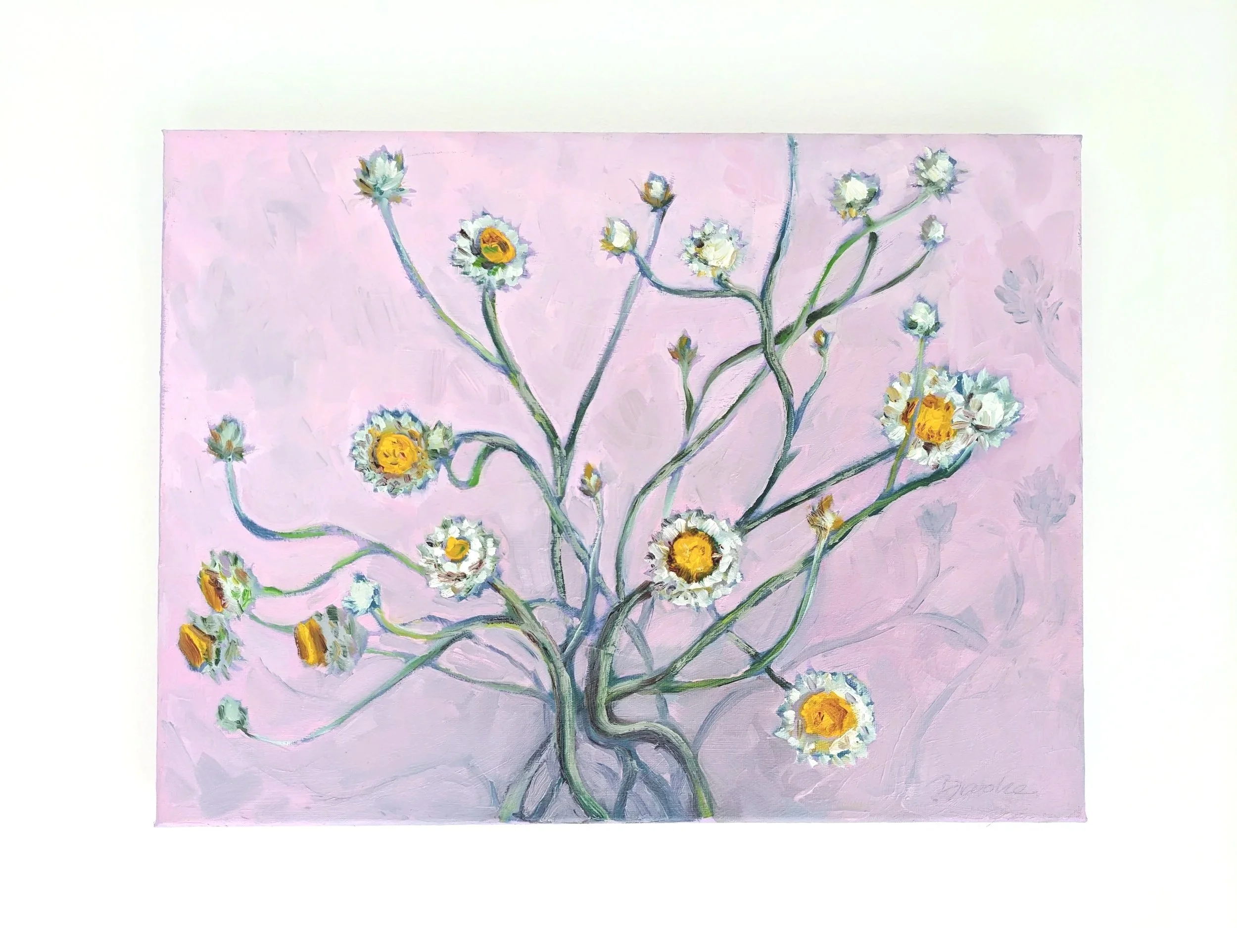 "Paperdaisies" 2025