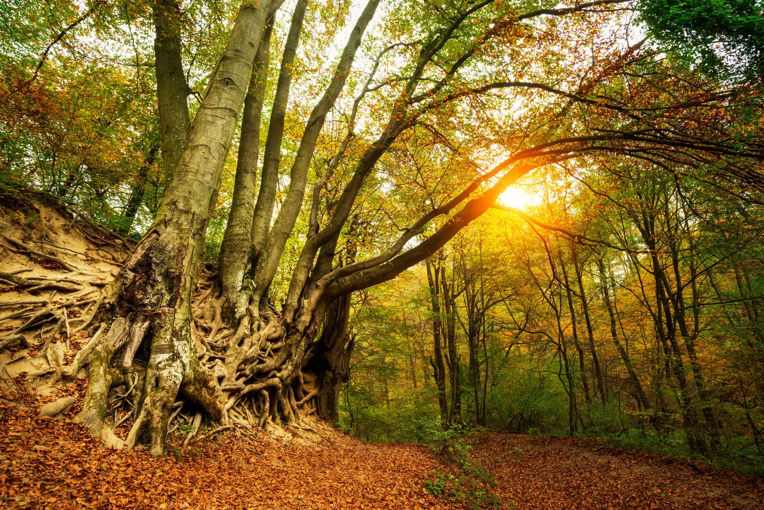 Tall trees with colorful autumn leaves in a forest, sunlight shining through the branches, and a leaf-covered path on the forest floor.