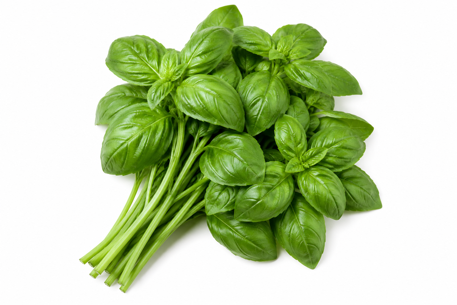 SWEET BASIL  ( Genovese )