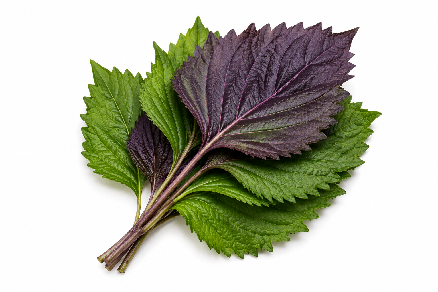 SHISO LEAF