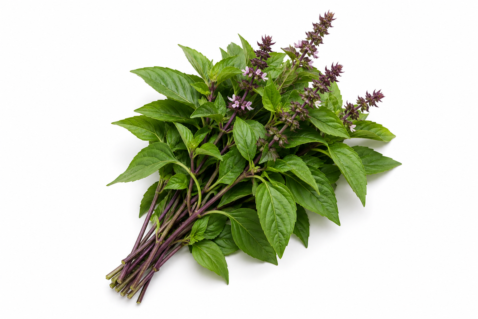 SWEET BASIL  ( THAI  )