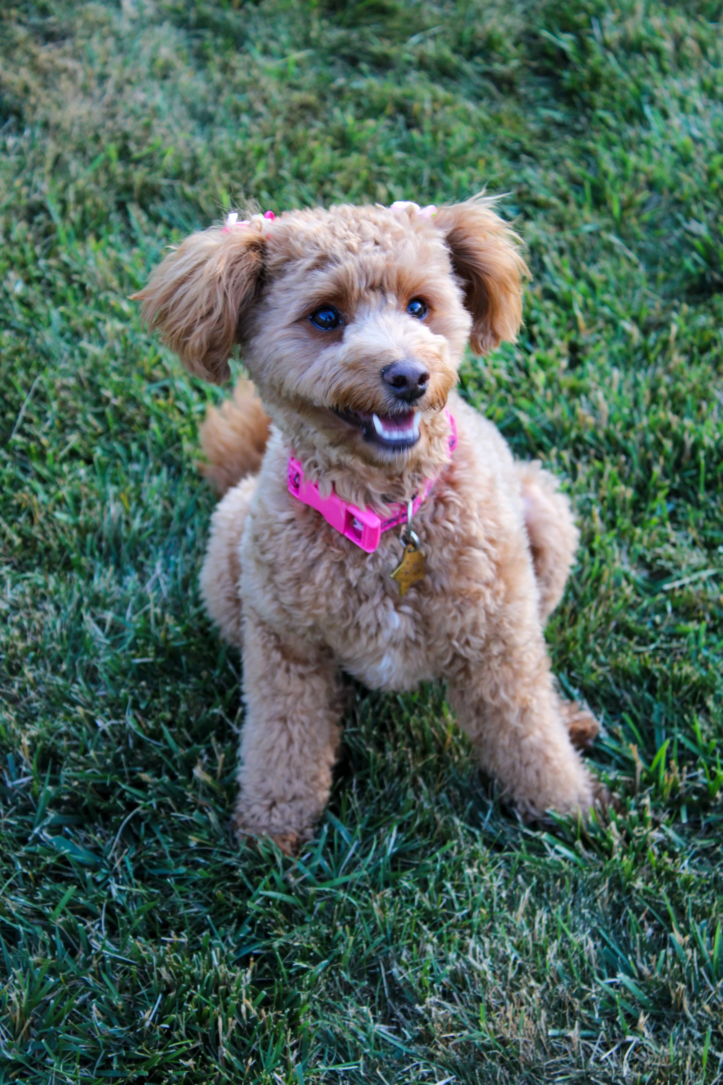 A cute, fluffy, light brown puppy with blue eyes, wearing a pink collar with small beaded flowers, sitting on green grass.
