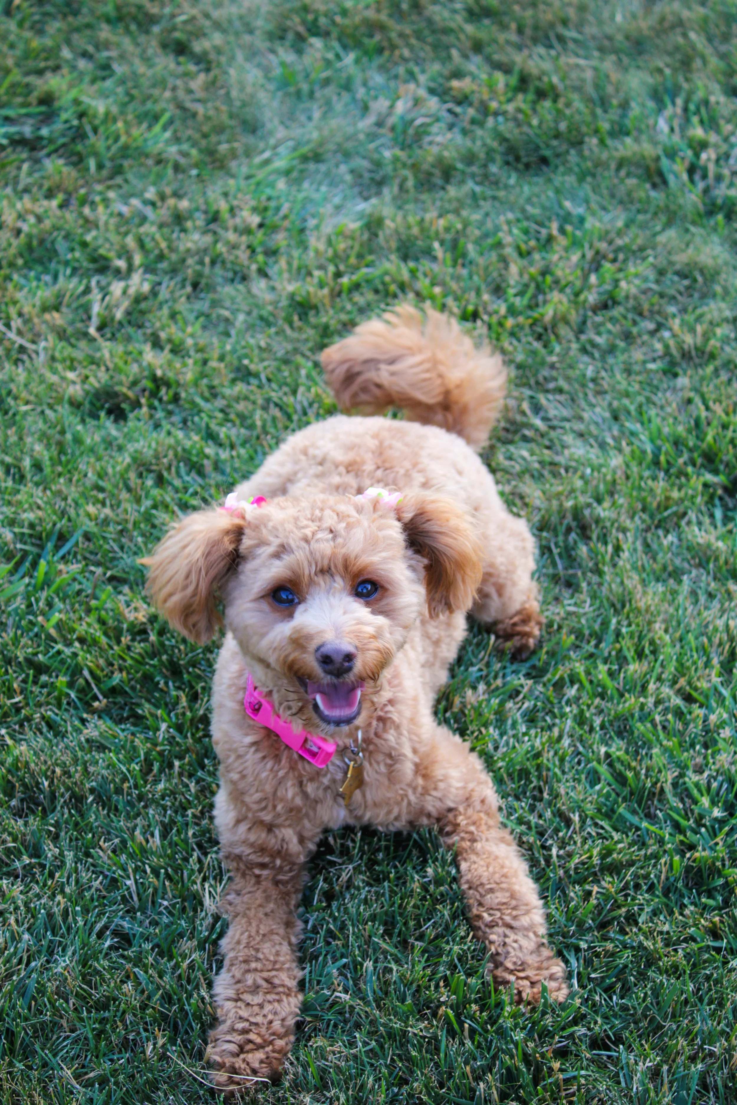 A small, curly-haired brown puppy with blue eyes, wearing a pink collar and a pink bow, standing on green grass, looking at the camera with its mouth open.