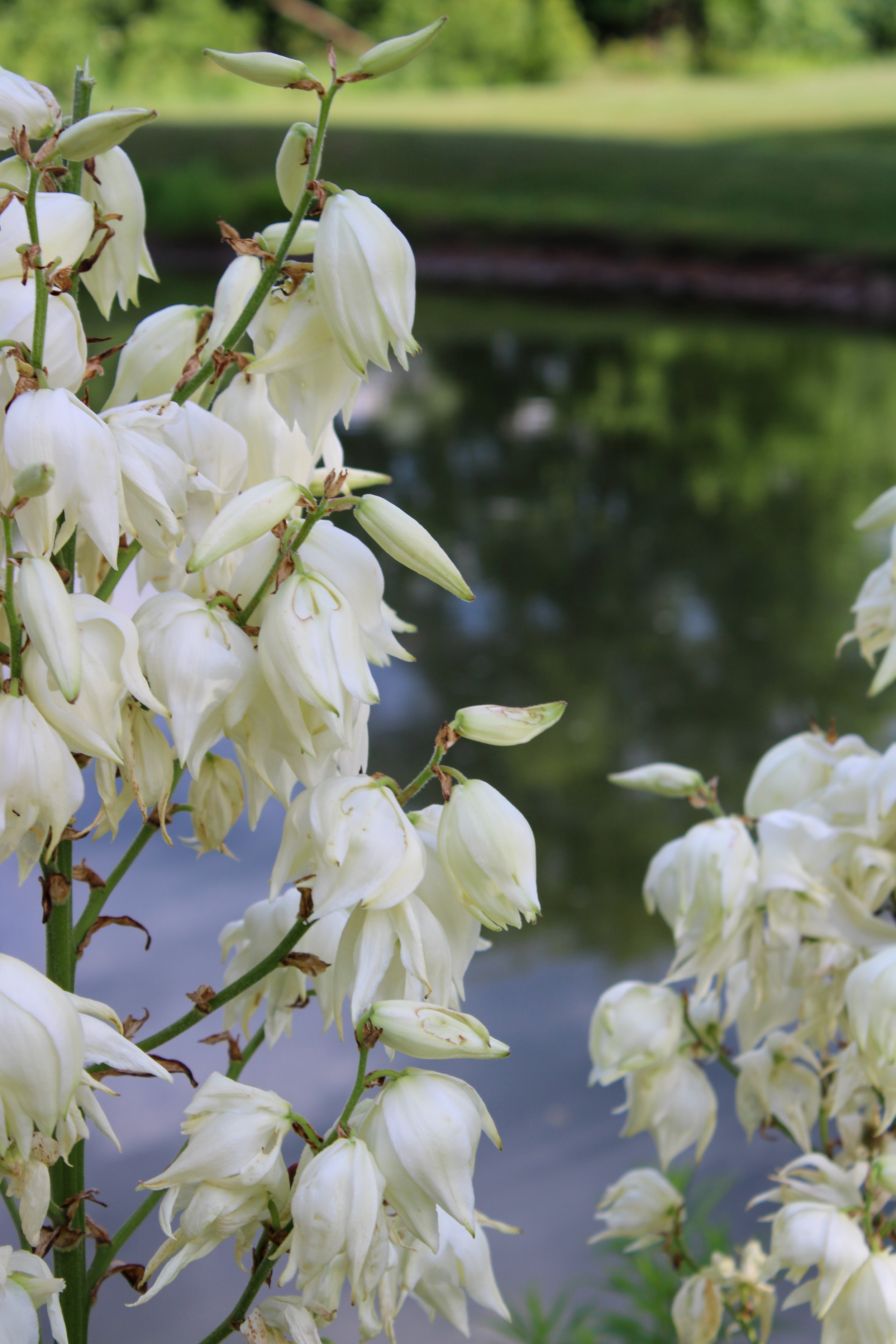White flowers growing on tall stalks near a body of water in a natural outdoor setting.