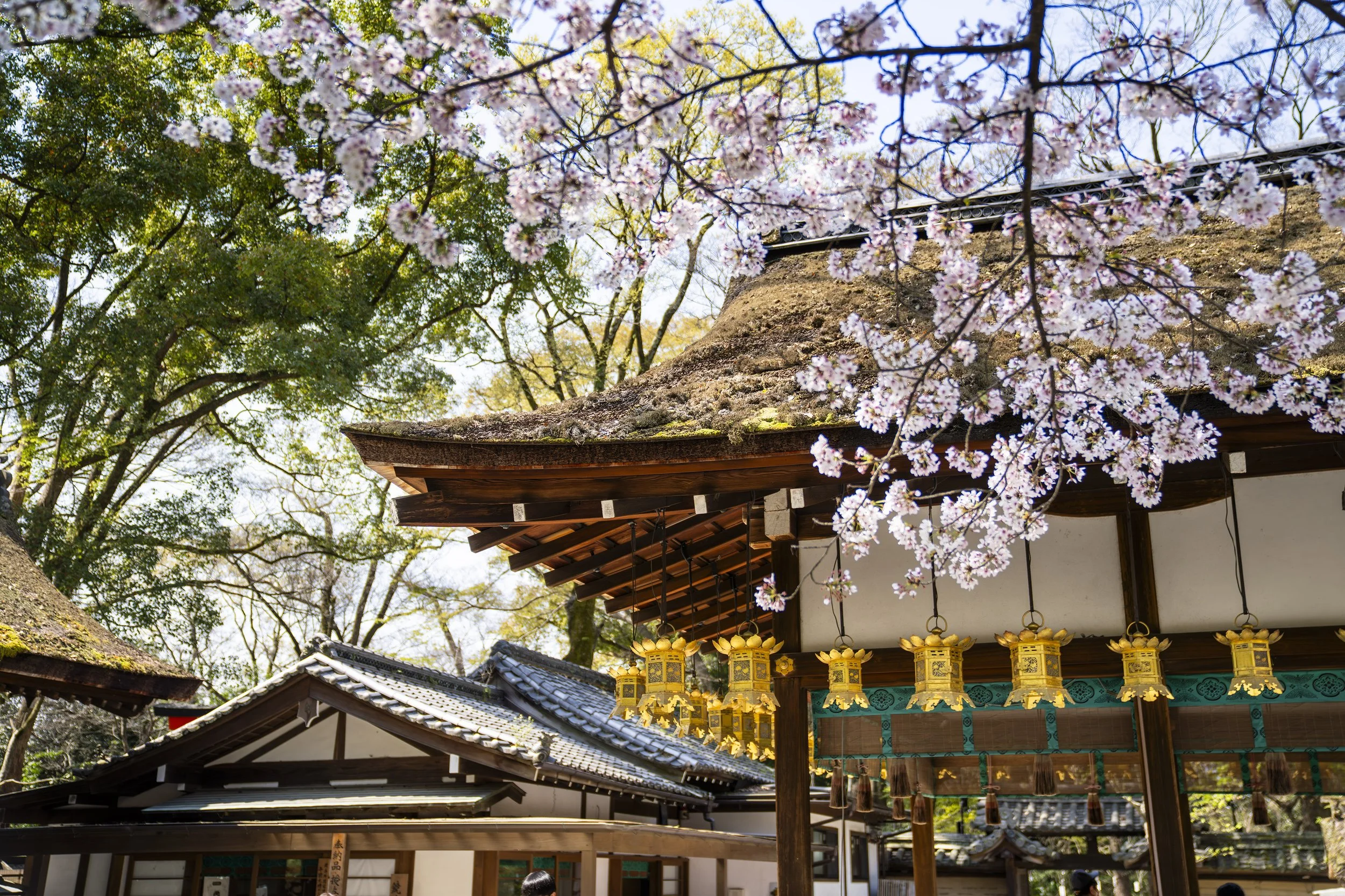 Cherry blossom tree branches with pink flowers over traditional Japanese temple rooftops decorated with yellow lanterns.