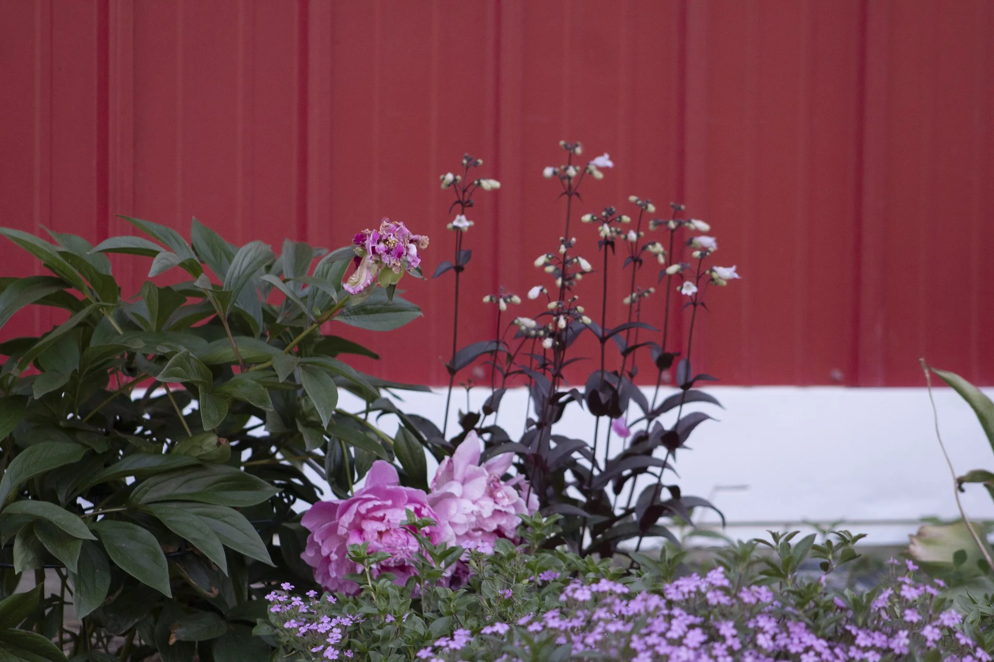 Various flowering plants including pink, white, and purple flowers in front of a red wooden wall.