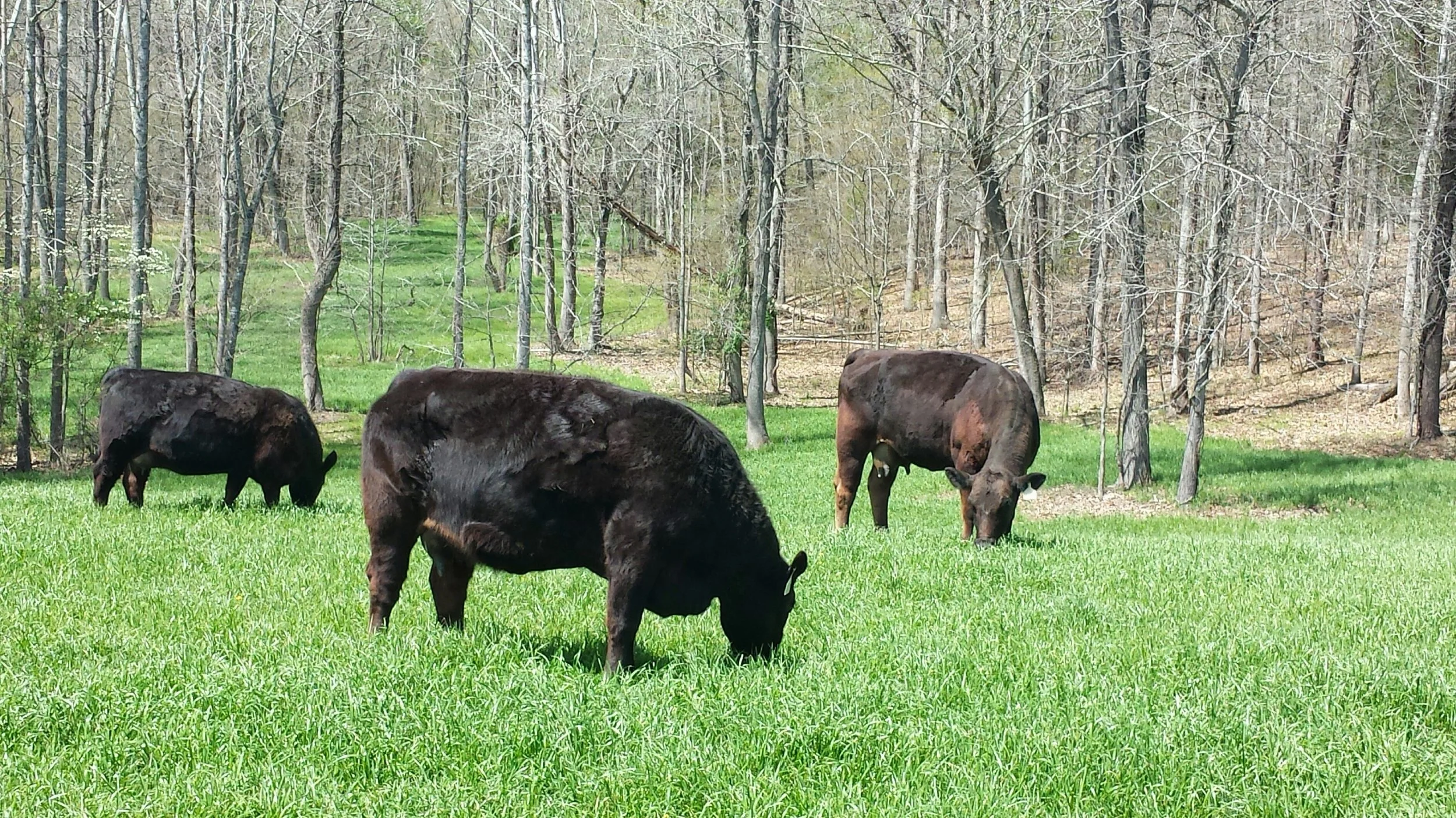 Three cows grazing on green grass in a forested area with leafless trees.