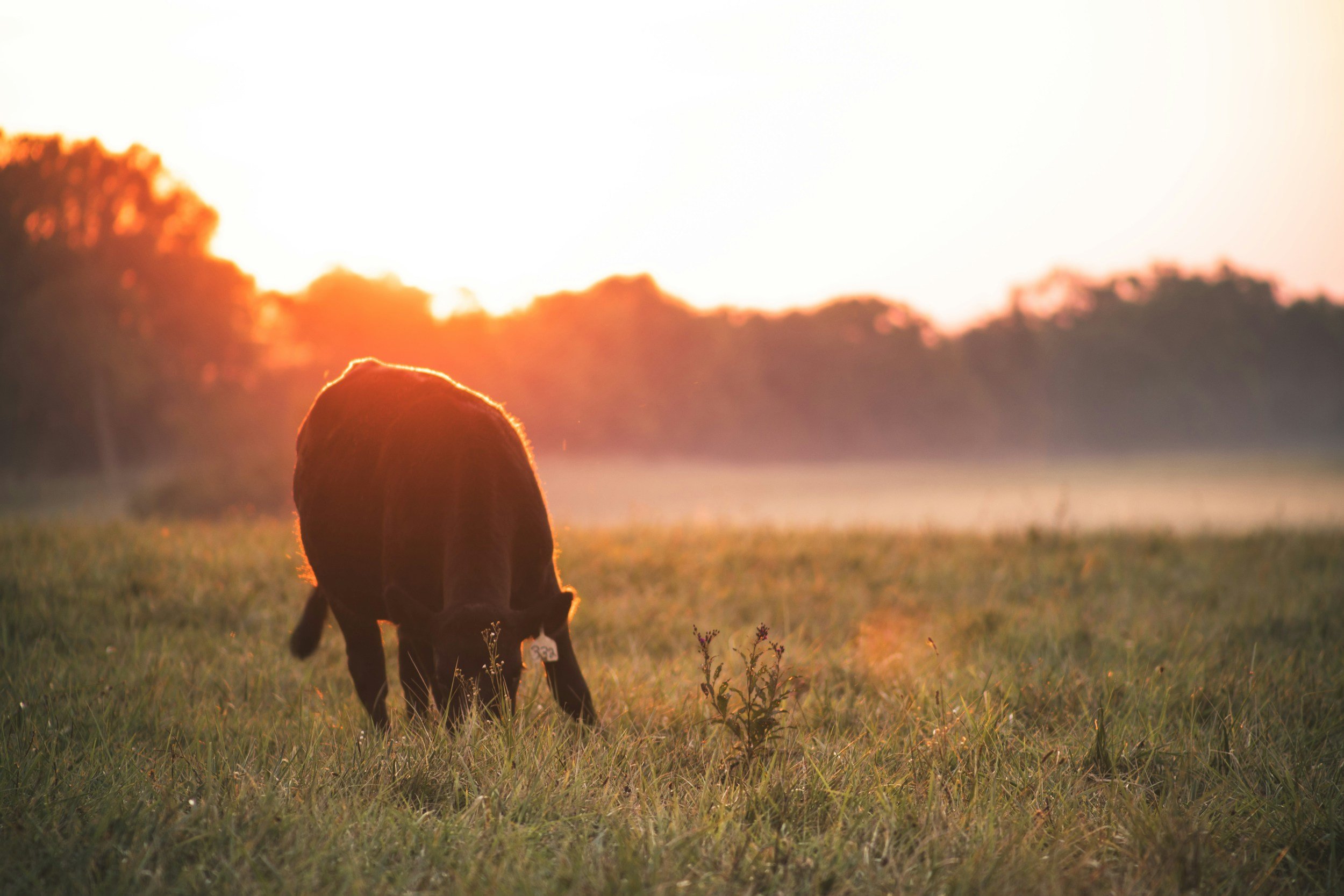 A cow standing in a grassy field at sunset with trees in the background.