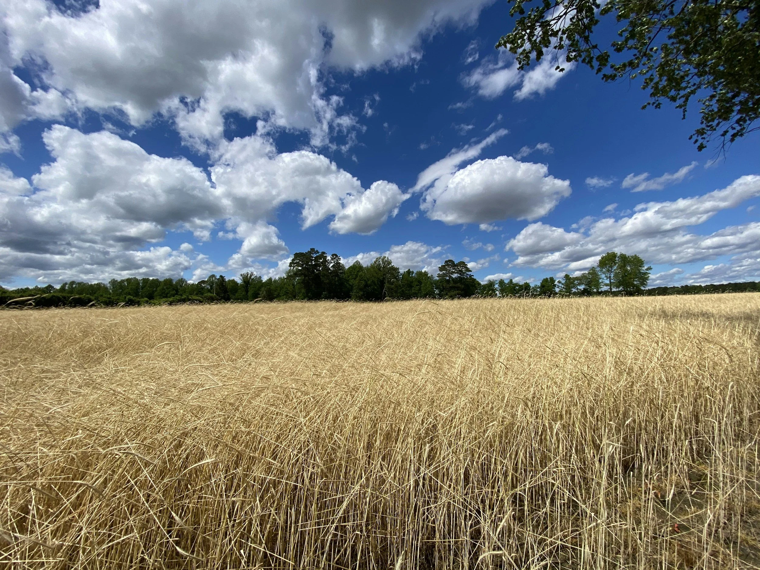 A landscape of a field with tall, dry grass, with a line of trees in the background and a partly cloudy sky overhead.