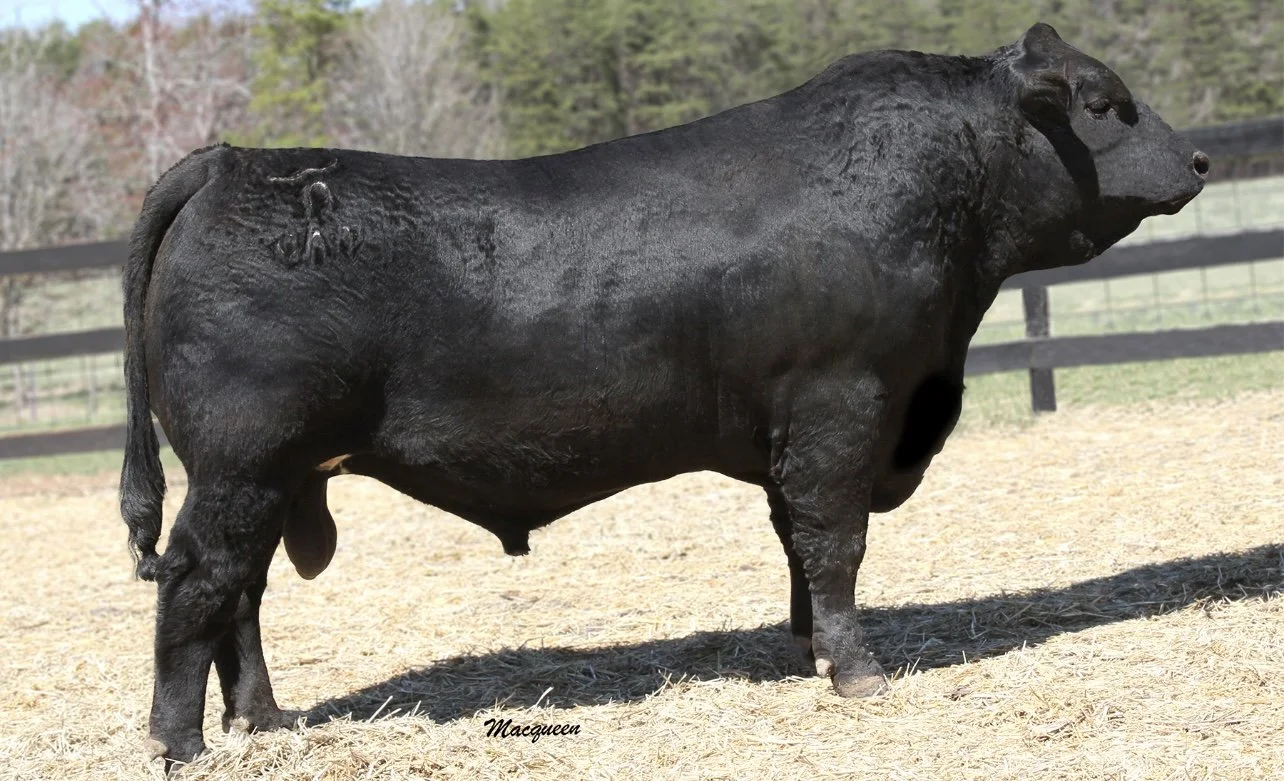 A large, black, full-grown buffalo standing on dirt in an enclosure with wooden fencing and a background of trees.