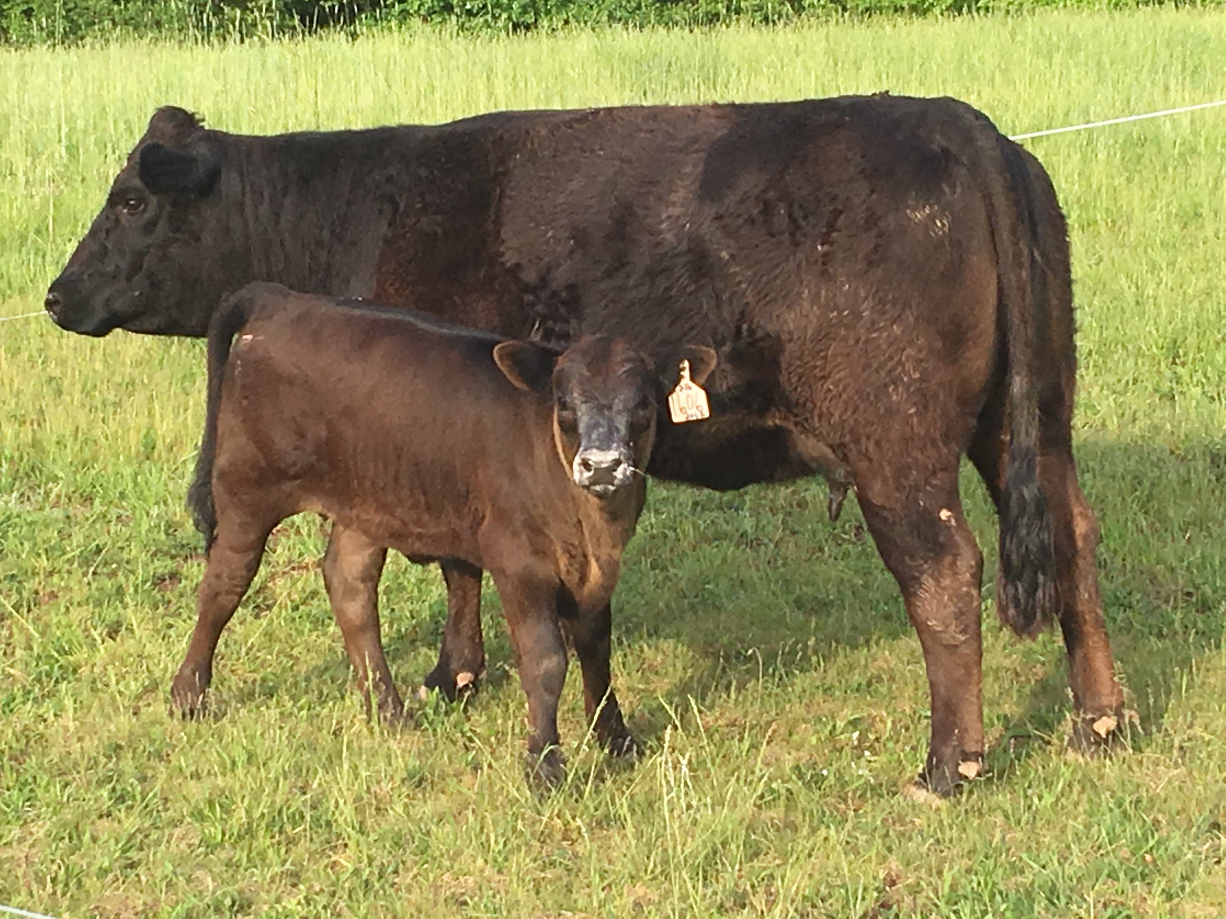 A black cow and a brown calf standing on green grass in a fenced pasture.